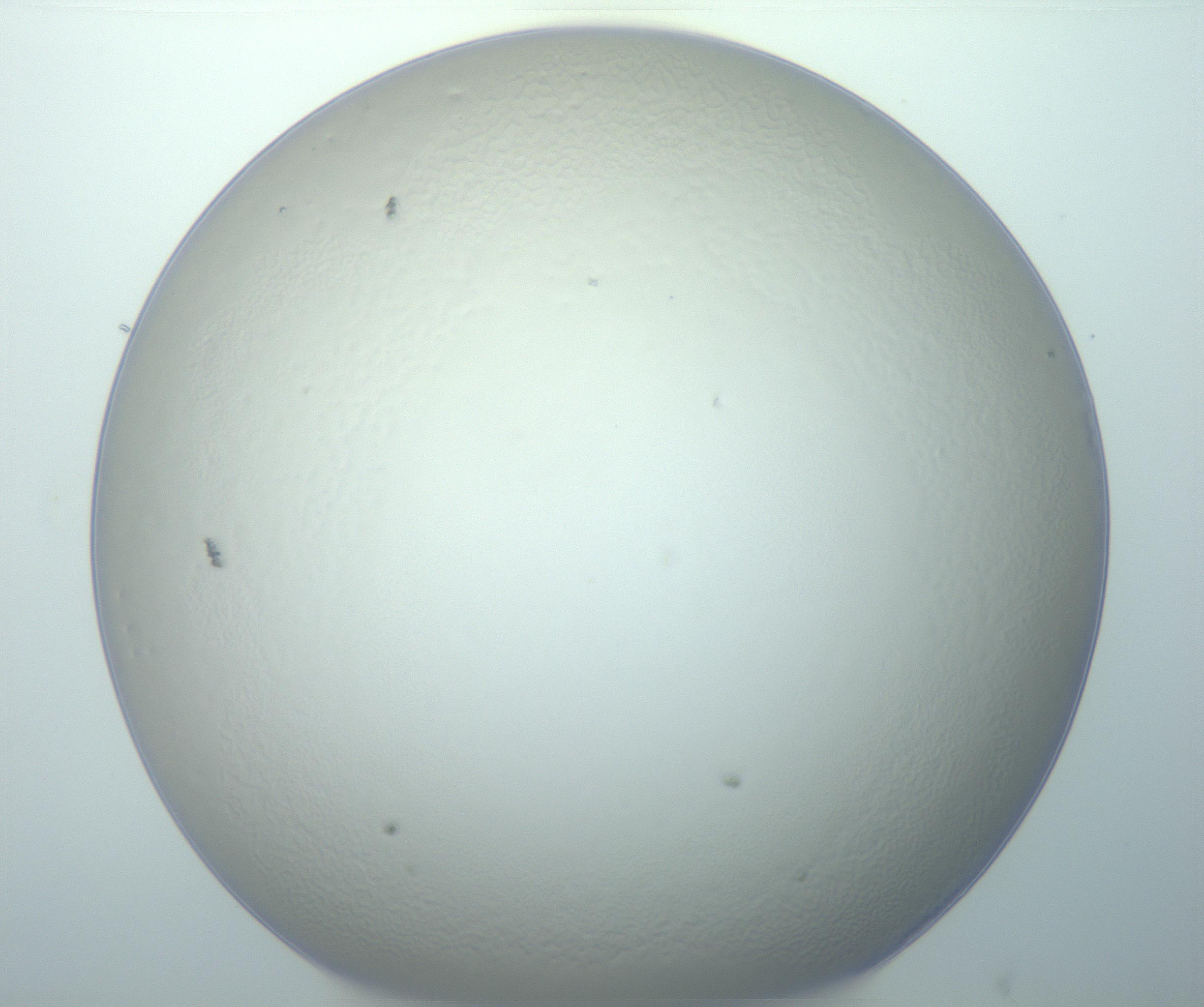 RI01_03_000_0212_Proj1_Clon1_MC_0000MC103014_003_161122_07_06_01_00_99_002_001_RAI.jpg