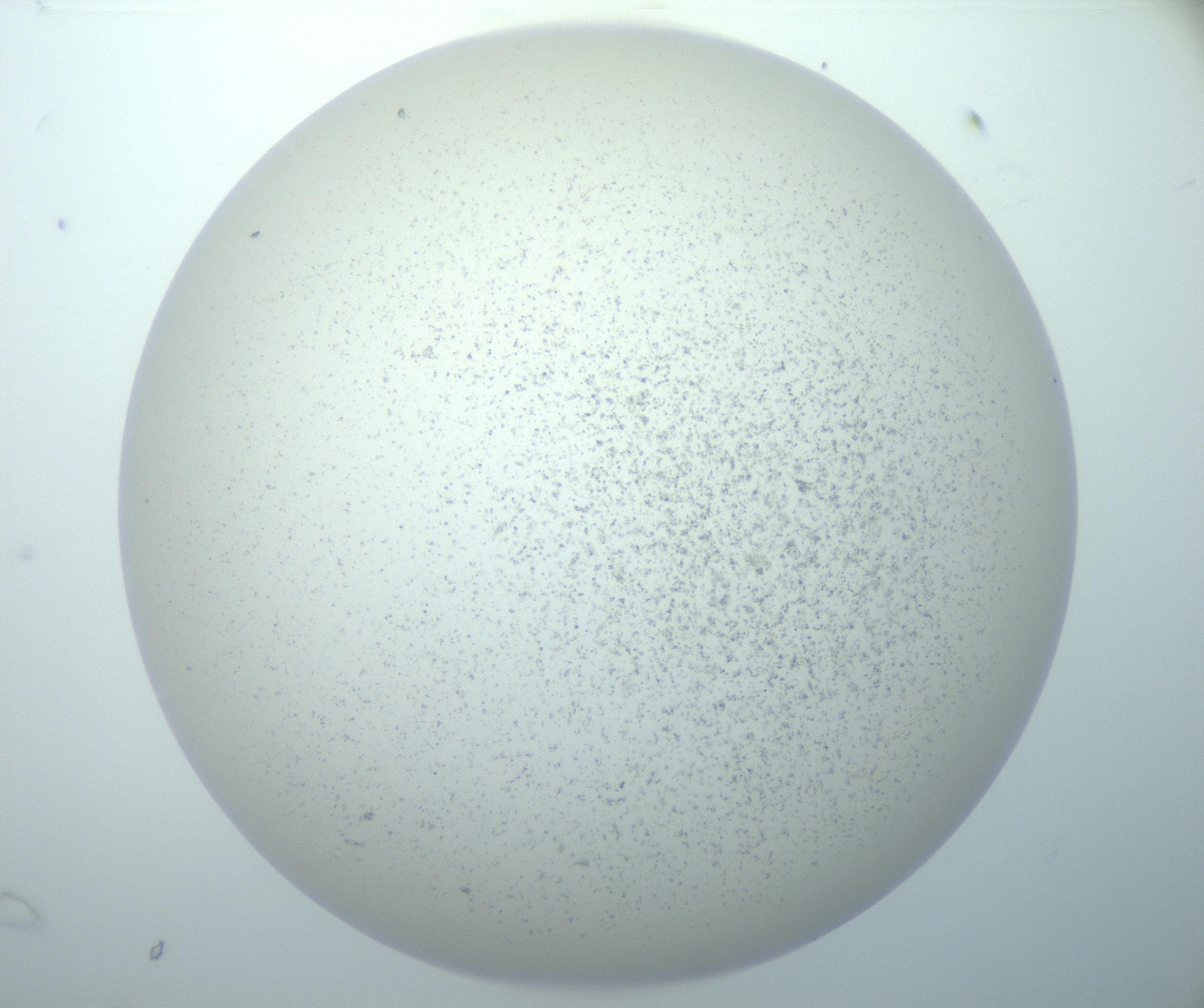 RI01_03_000_0212_Proj1_Clon1_MC_0000MC103014_003_161122_07_06_02_00_99_002_001_RAI.jpg