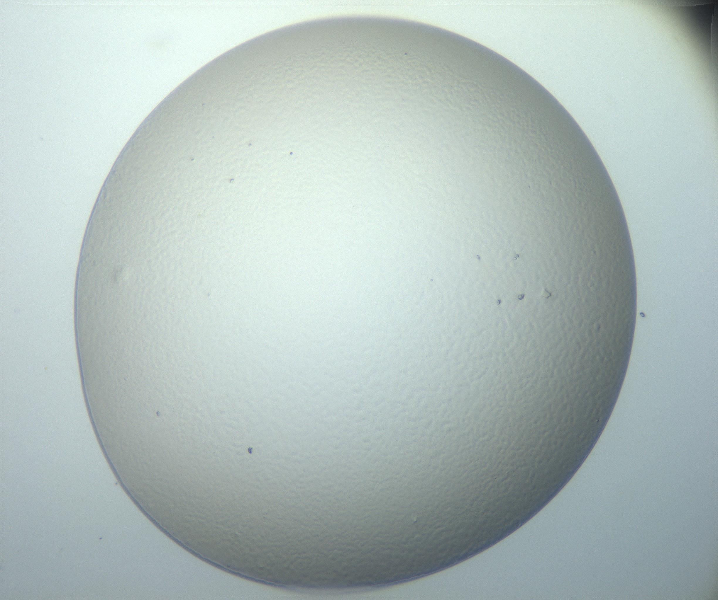 RI01_03_000_0212_Proj1_Clon1_MC_0000MC103014_003_161122_07_07_01_00_99_002_001_RAI.jpg