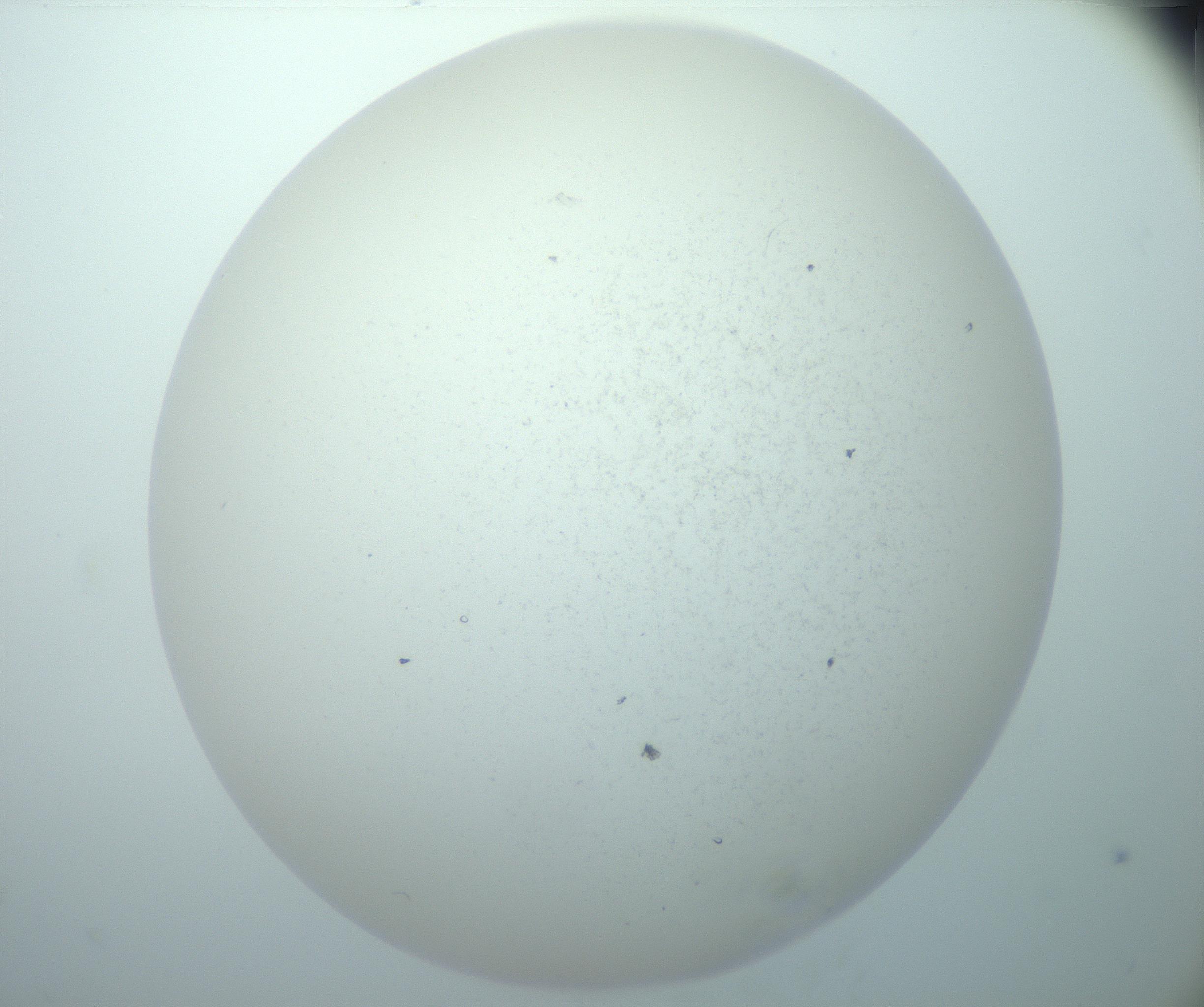 RI01_03_000_0212_Proj1_Clon1_MC_0000MC103014_003_161122_07_07_02_00_99_002_001_RAI.jpg