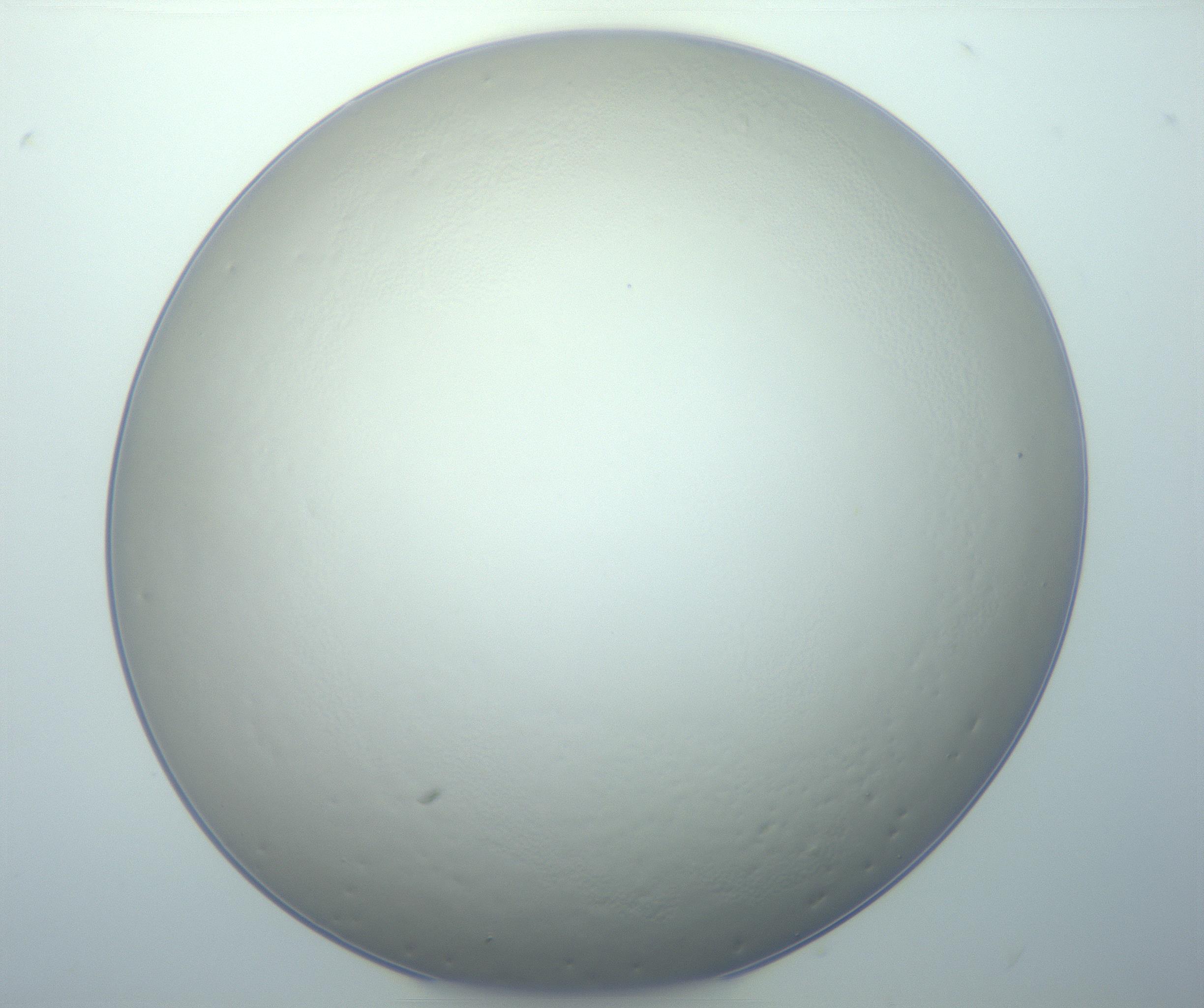 RI01_03_000_0212_Proj1_Clon1_MC_0000MC103014_003_161122_07_08_01_00_99_002_001_RAI.jpg
