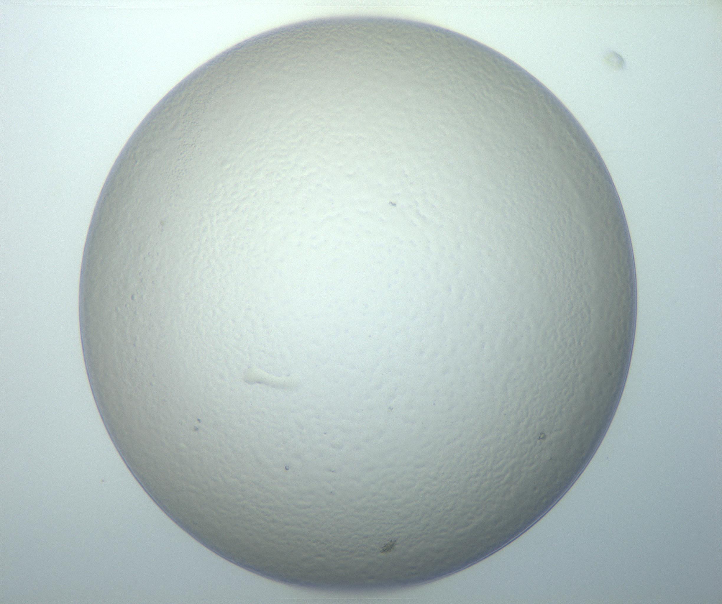 RI01_03_000_0212_Proj1_Clon1_MC_0000MC103014_003_161122_08_06_01_00_99_002_001_RAI.jpg