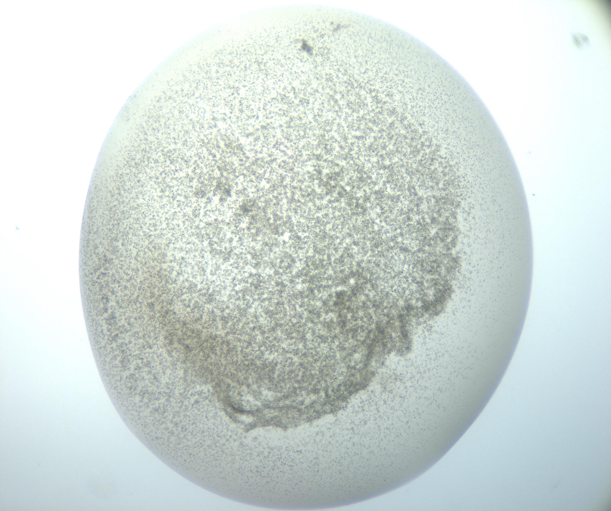 RI01_03_000_0212_Proj1_Clon1_MC_0000MC103014_003_161122_08_06_02_00_99_002_001_RAI.jpg
