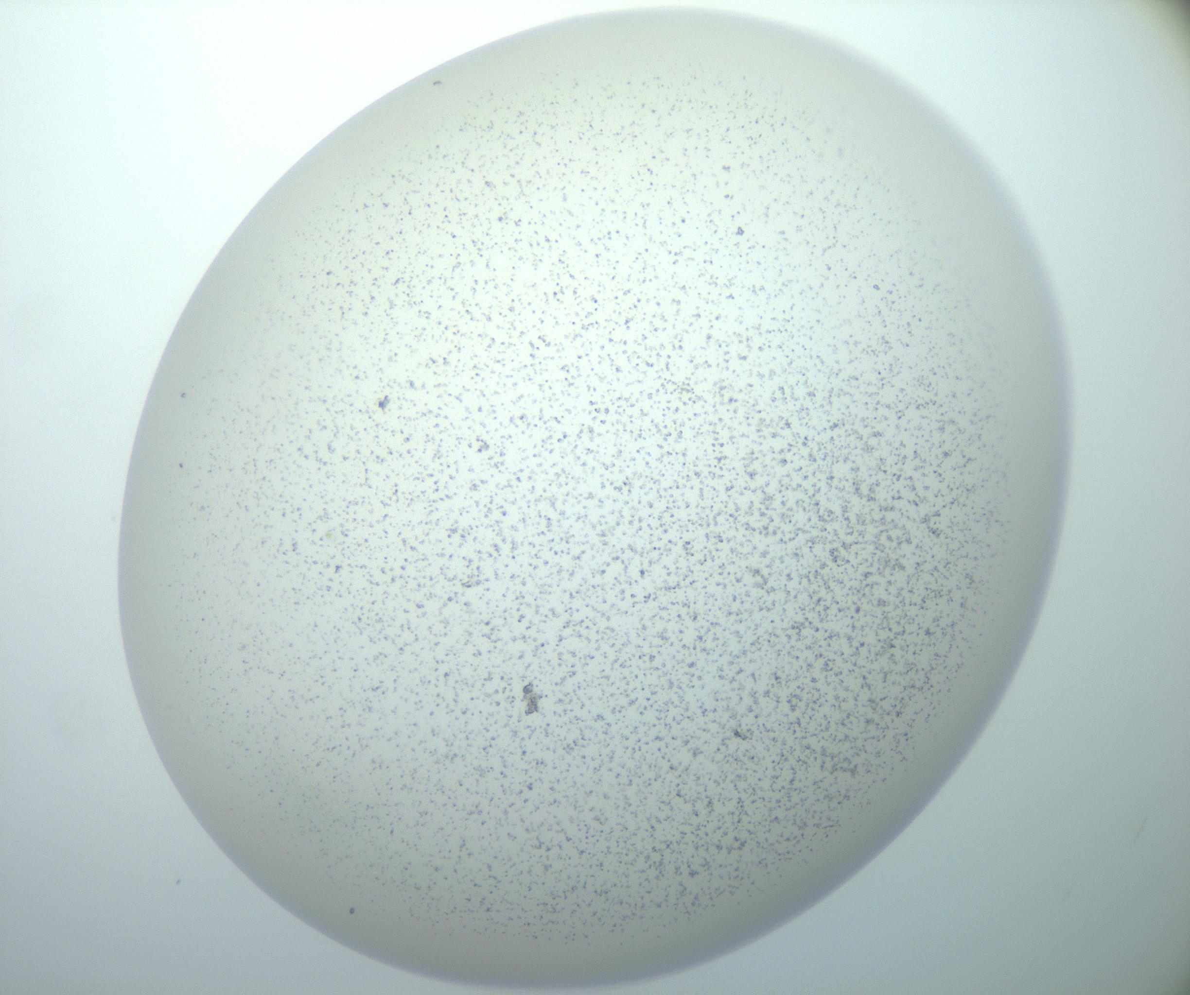 RI01_03_000_0212_Proj1_Clon1_MC_0000MC103014_003_161122_08_07_02_00_99_002_001_RAI.jpg