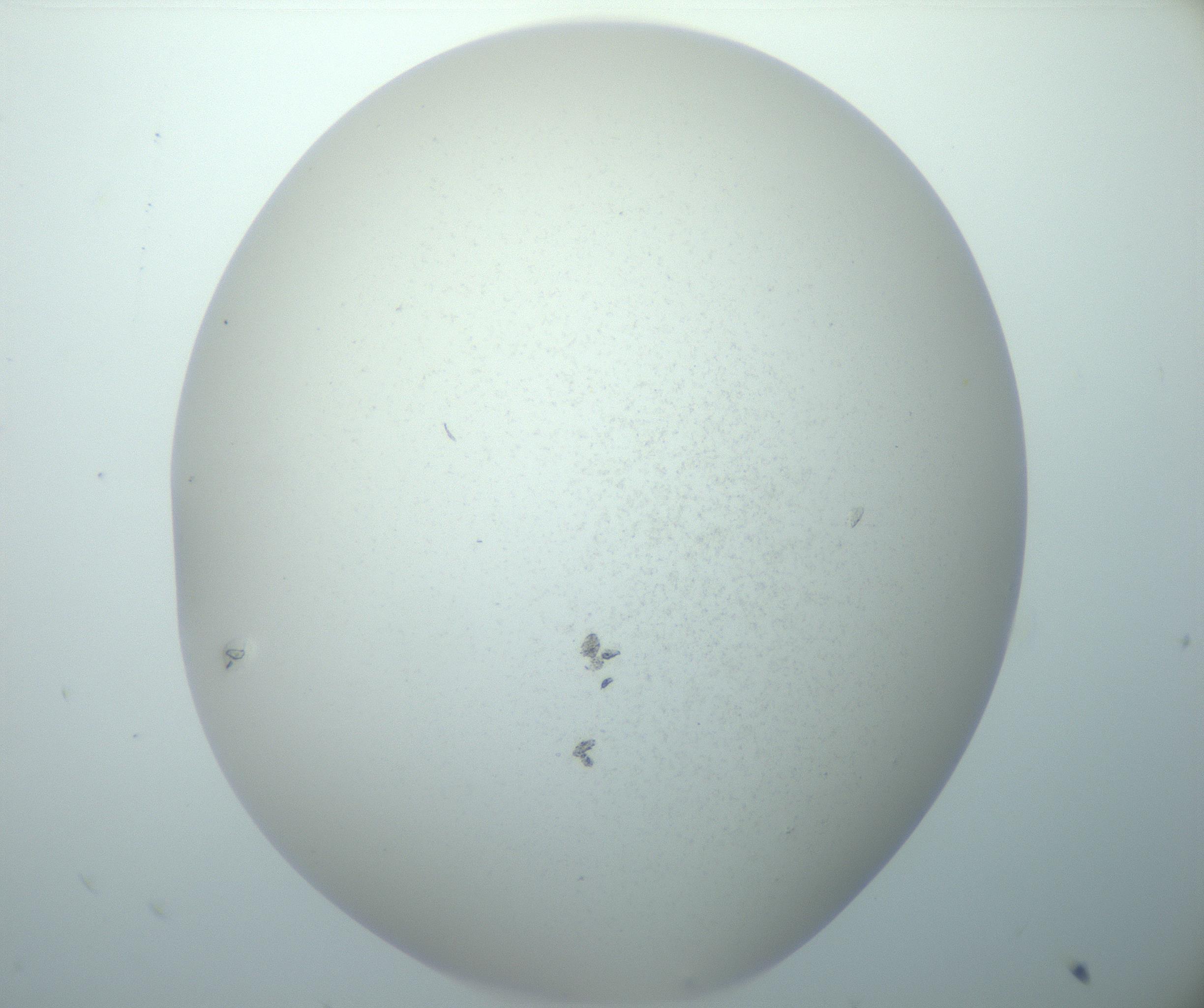 RI01_03_000_0212_Proj1_Clon1_MC_0000MC103014_003_161122_09_03_02_00_99_002_001_RAI.jpg