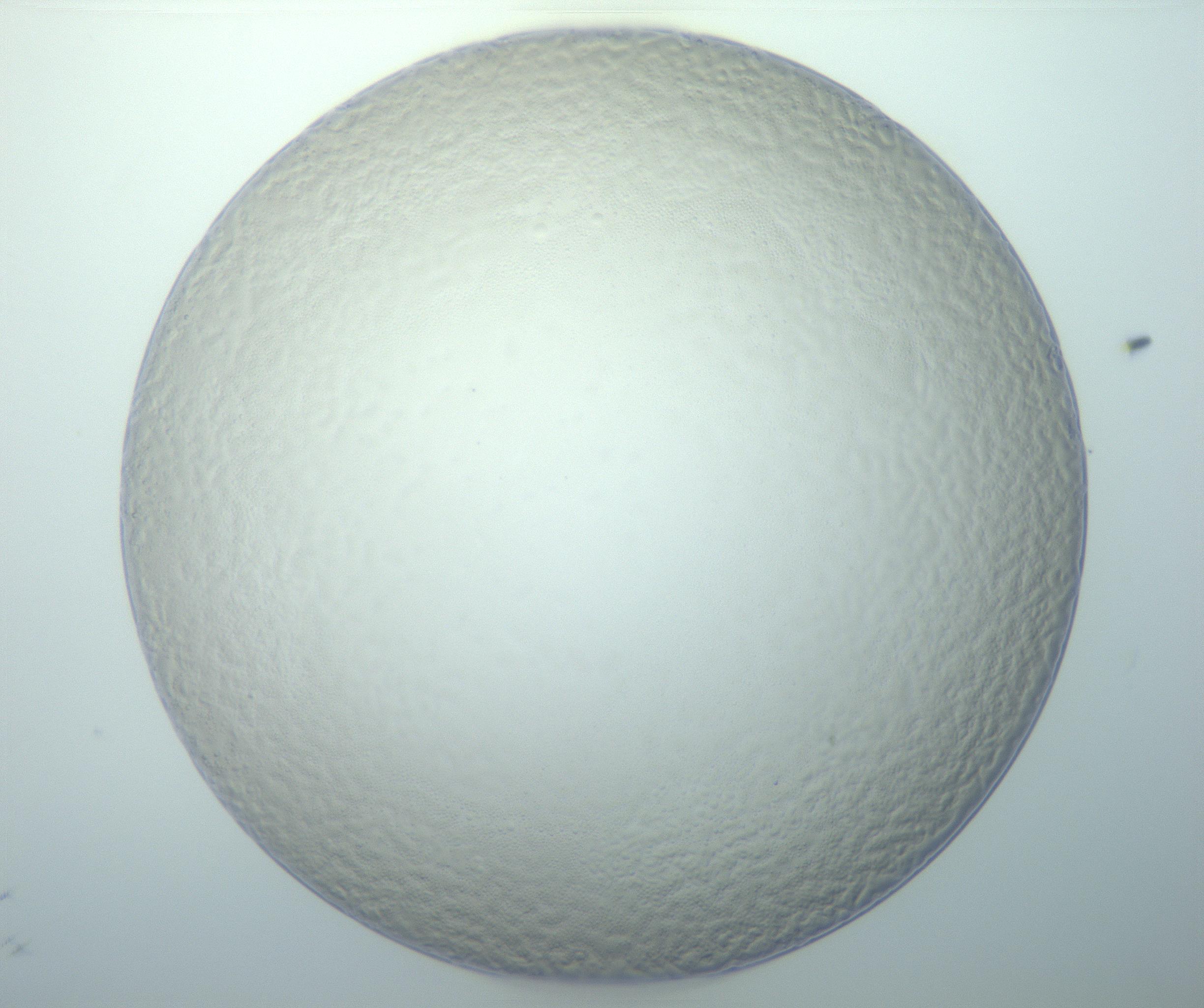 RI01_03_000_0212_Proj1_Clon1_MC_0000MC103014_003_161122_09_05_01_00_99_002_001_RAI.jpg