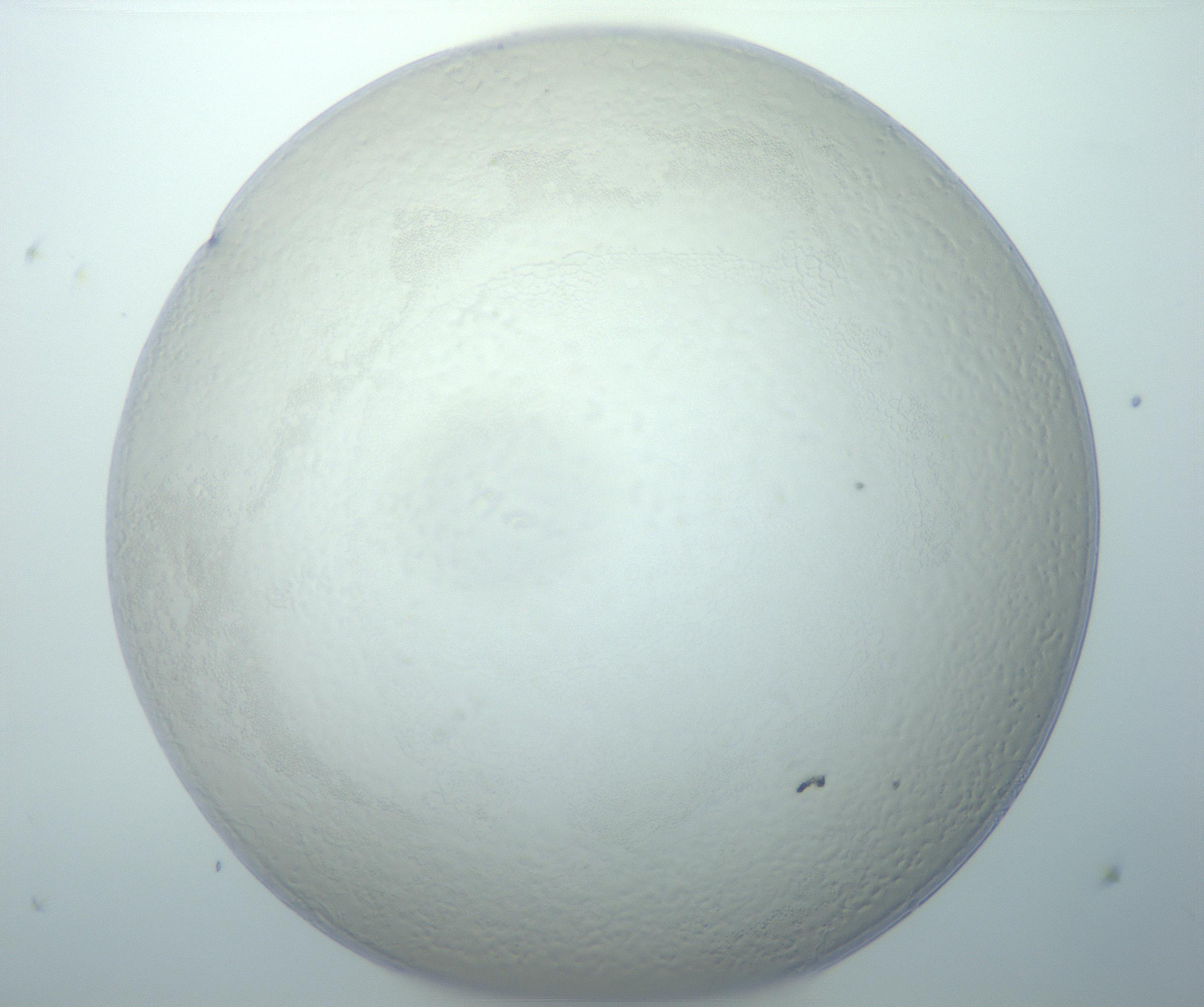 RI01_03_000_0212_Proj1_Clon1_MC_0000MC103014_003_161122_09_06_01_00_99_002_001_RAI.jpg