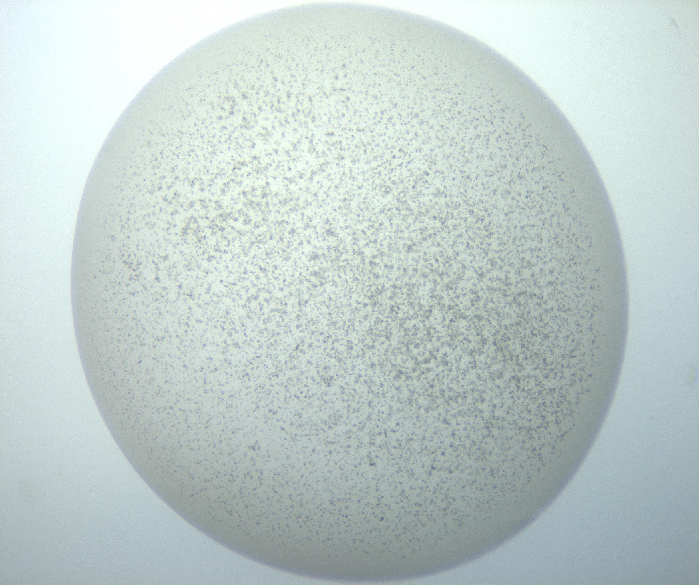 RI01_03_000_0212_Proj1_Clon1_MC_0000MC103014_003_161122_09_06_02_00_99_002_001_RAI.jpg