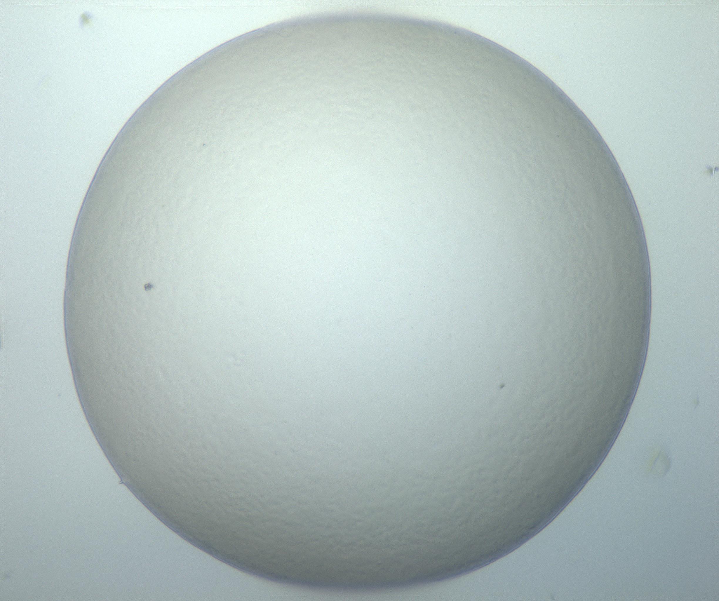 RI01_03_000_0212_Proj1_Clon1_MC_0000MC103014_003_161122_09_07_01_00_99_002_001_RAI.jpg