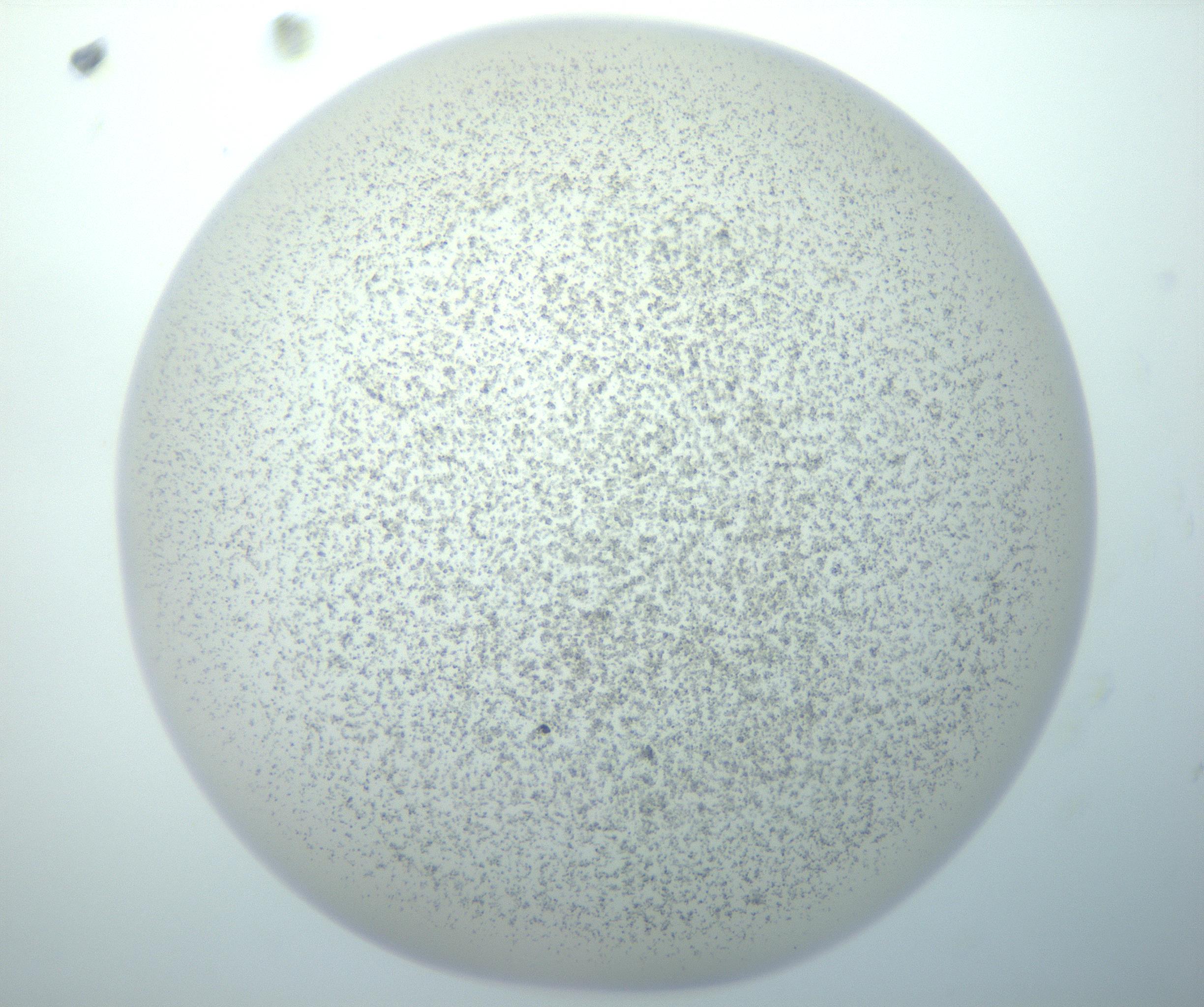 RI01_03_000_0212_Proj1_Clon1_MC_0000MC103014_003_161122_10_05_02_00_99_002_001_RAI.jpg