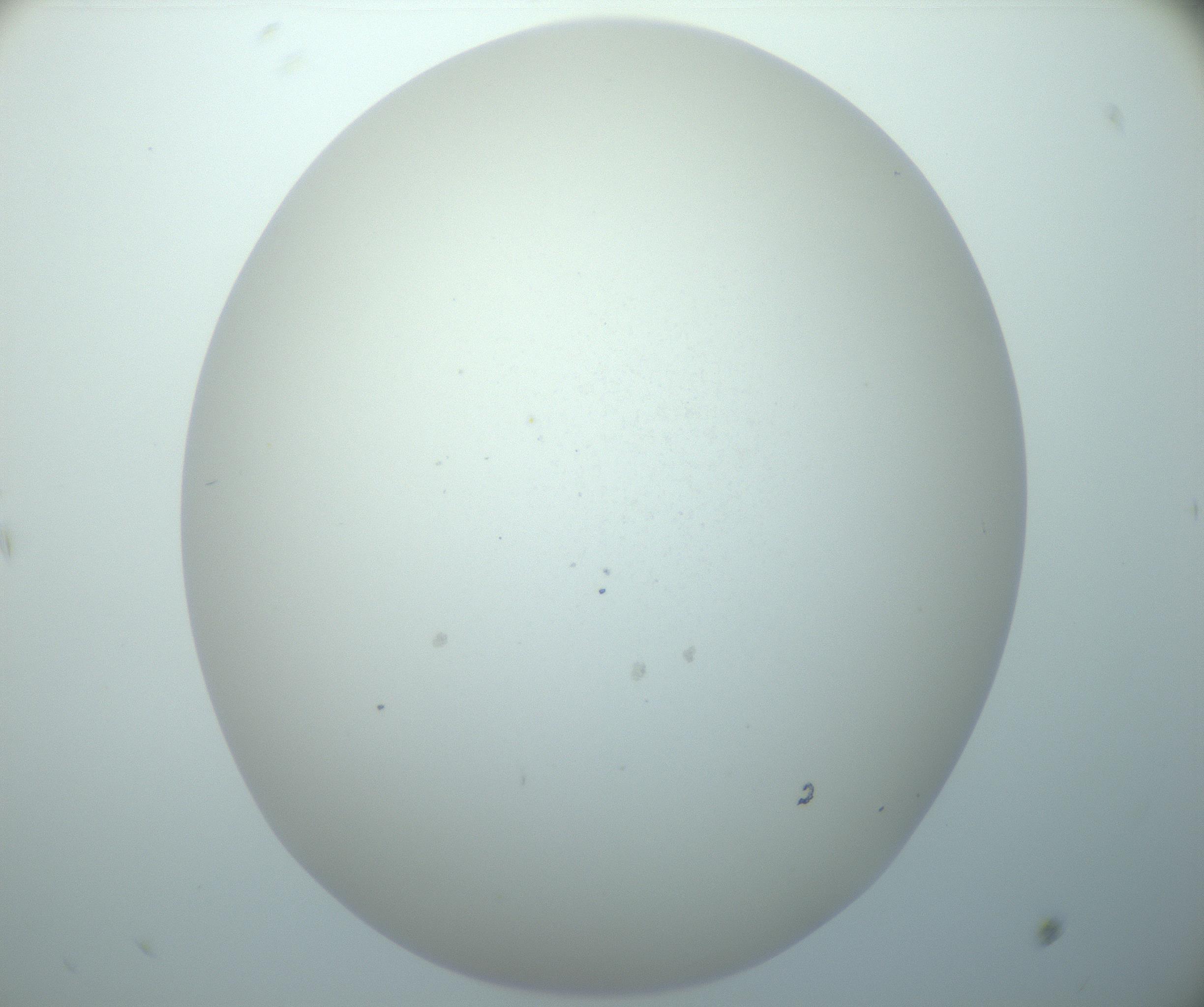 RI01_03_000_0212_Proj1_Clon1_MC_0000MC103014_003_161122_10_06_02_00_99_002_001_RAI.jpg