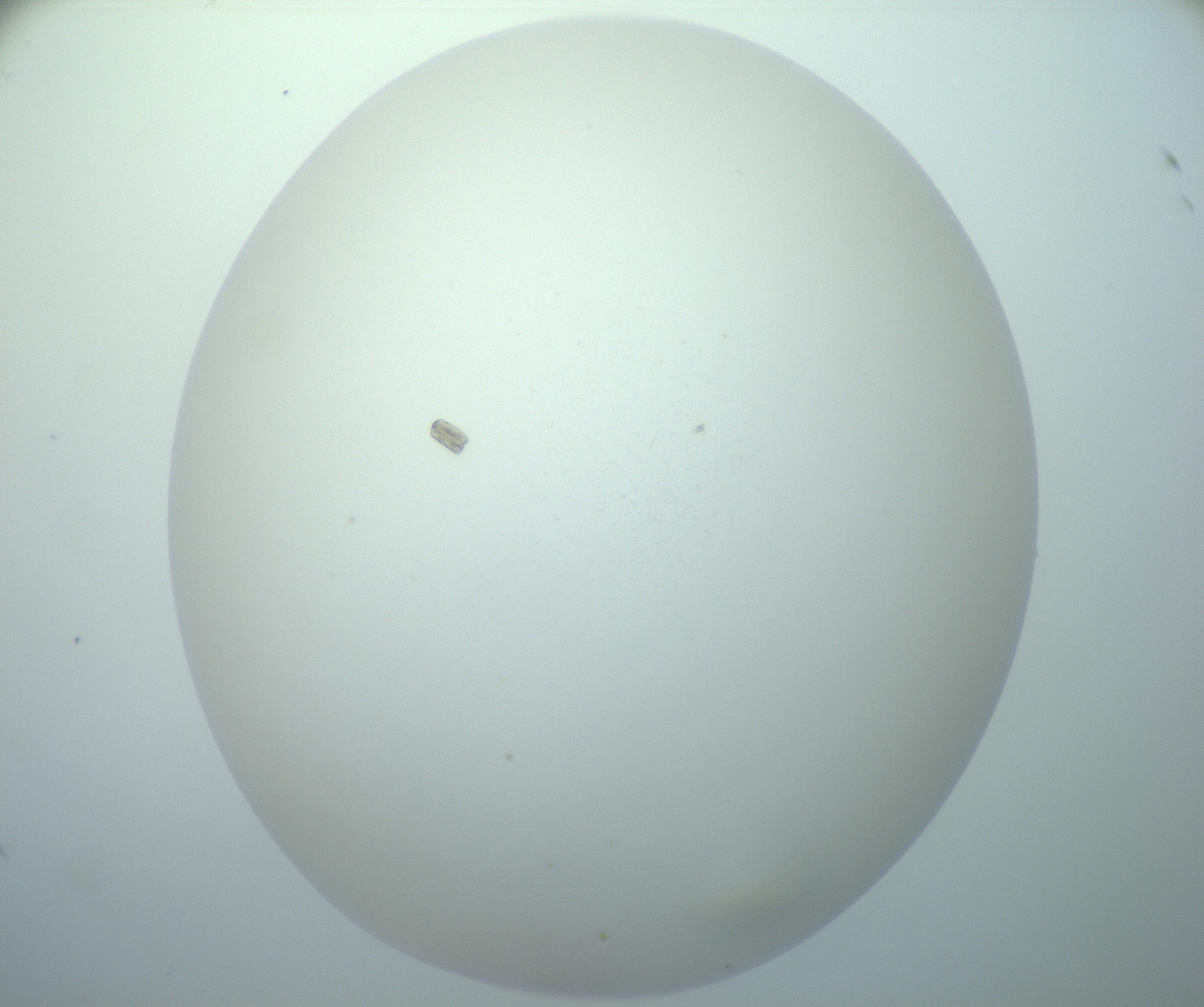 RI01_03_000_0212_Proj1_Clon1_MC_0000MC103014_003_161122_10_08_02_00_99_002_001_RAI.jpg