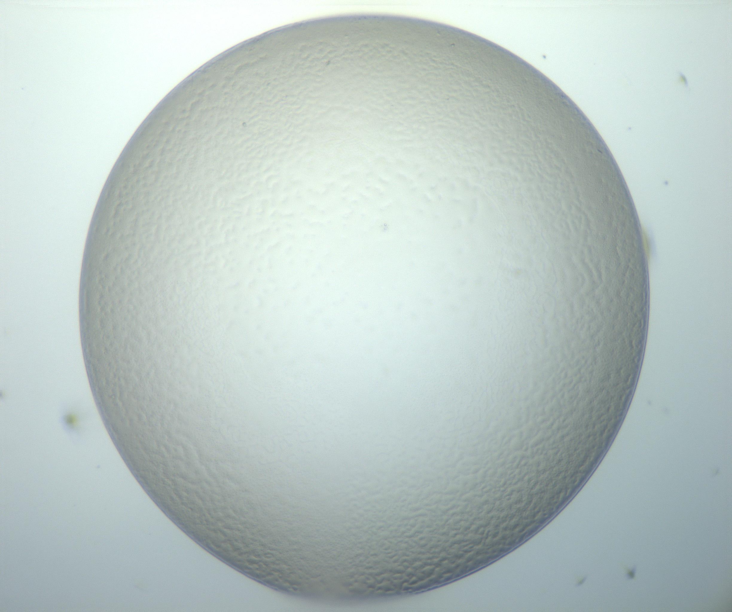 RI01_03_000_0212_Proj1_Clon1_MC_0000MC103014_003_161122_11_03_01_00_99_002_001_RAI.jpg