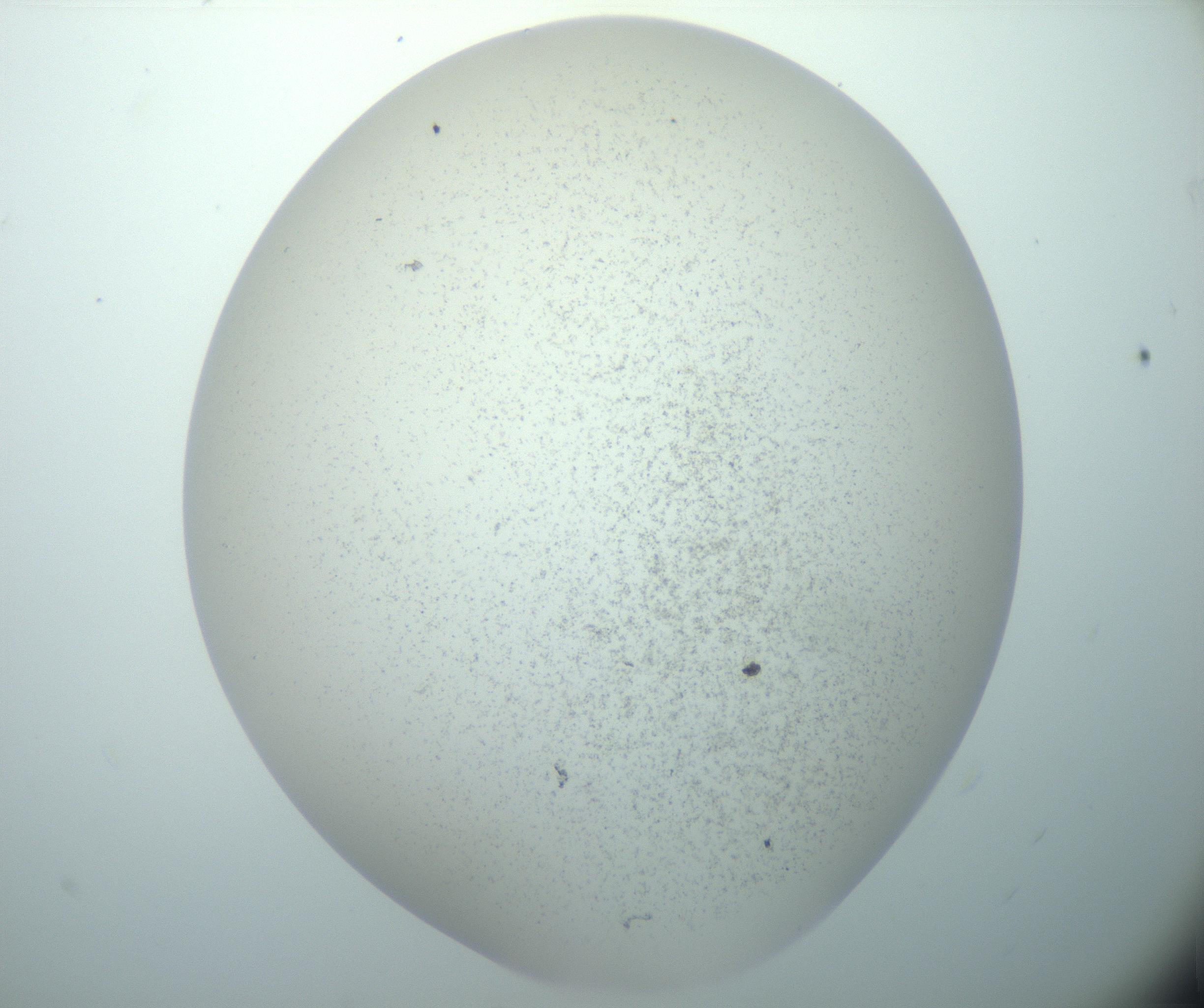 RI01_03_000_0212_Proj1_Clon1_MC_0000MC103014_003_161122_11_03_02_00_99_002_001_RAI.jpg
