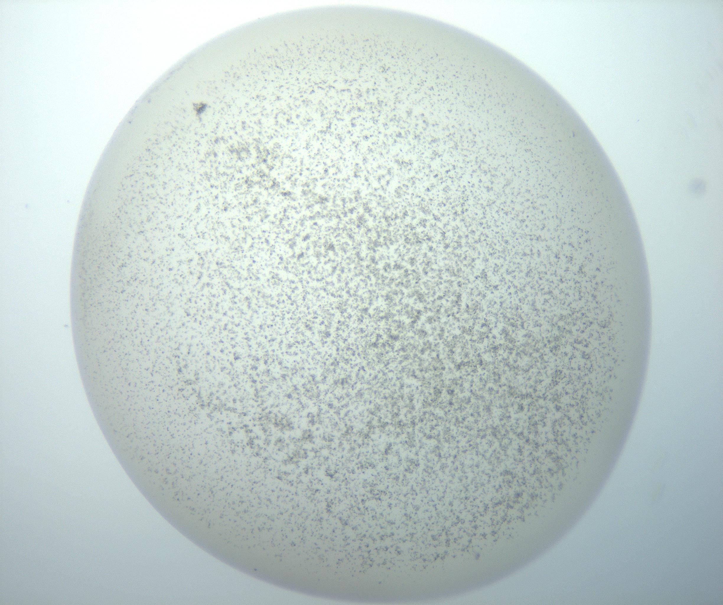 RI01_03_000_0212_Proj1_Clon1_MC_0000MC103014_003_161122_11_05_02_00_99_002_001_RAI.jpg