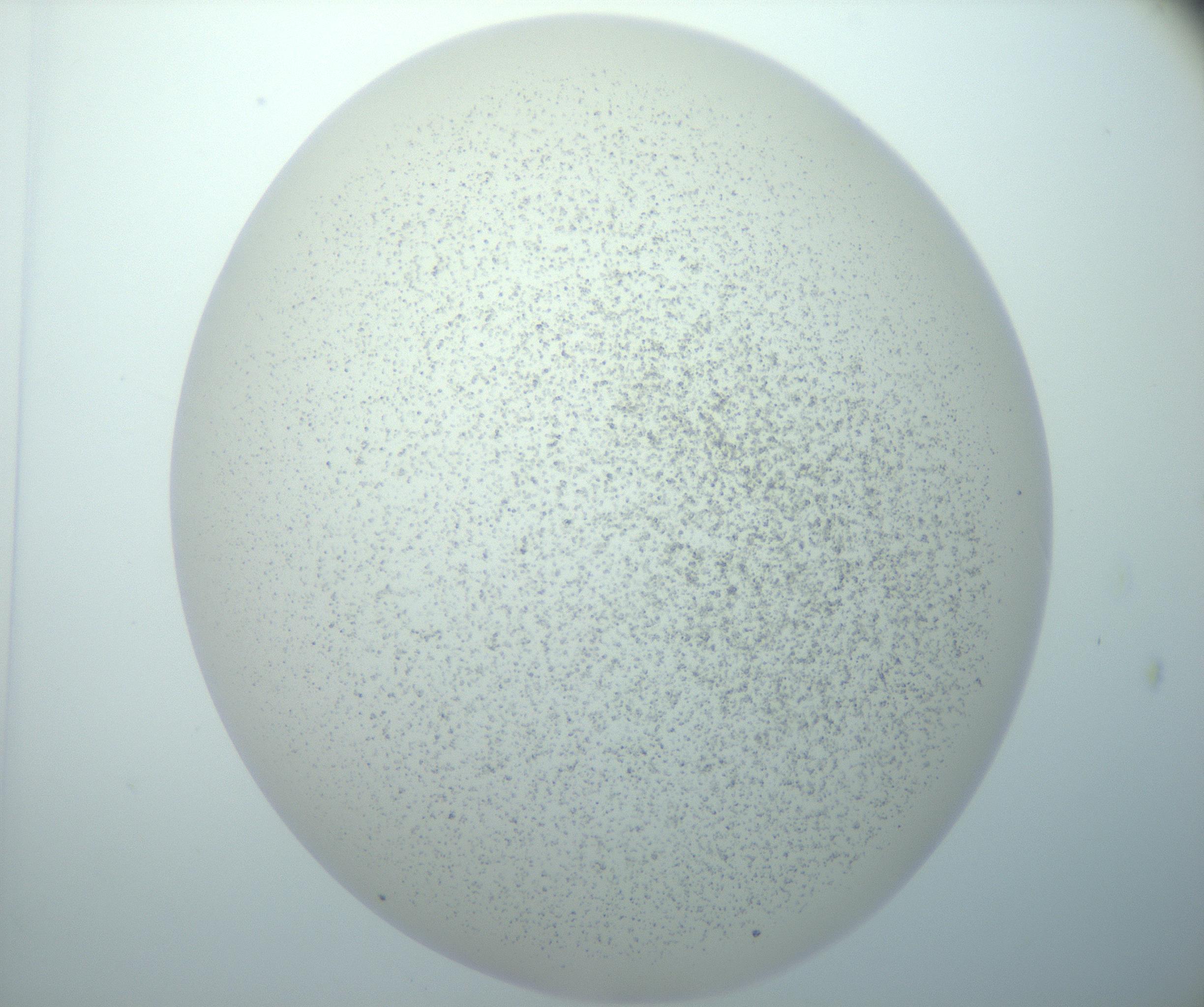 RI01_03_000_0212_Proj1_Clon1_MC_0000MC103014_003_161122_11_06_02_00_99_002_001_RAI.jpg
