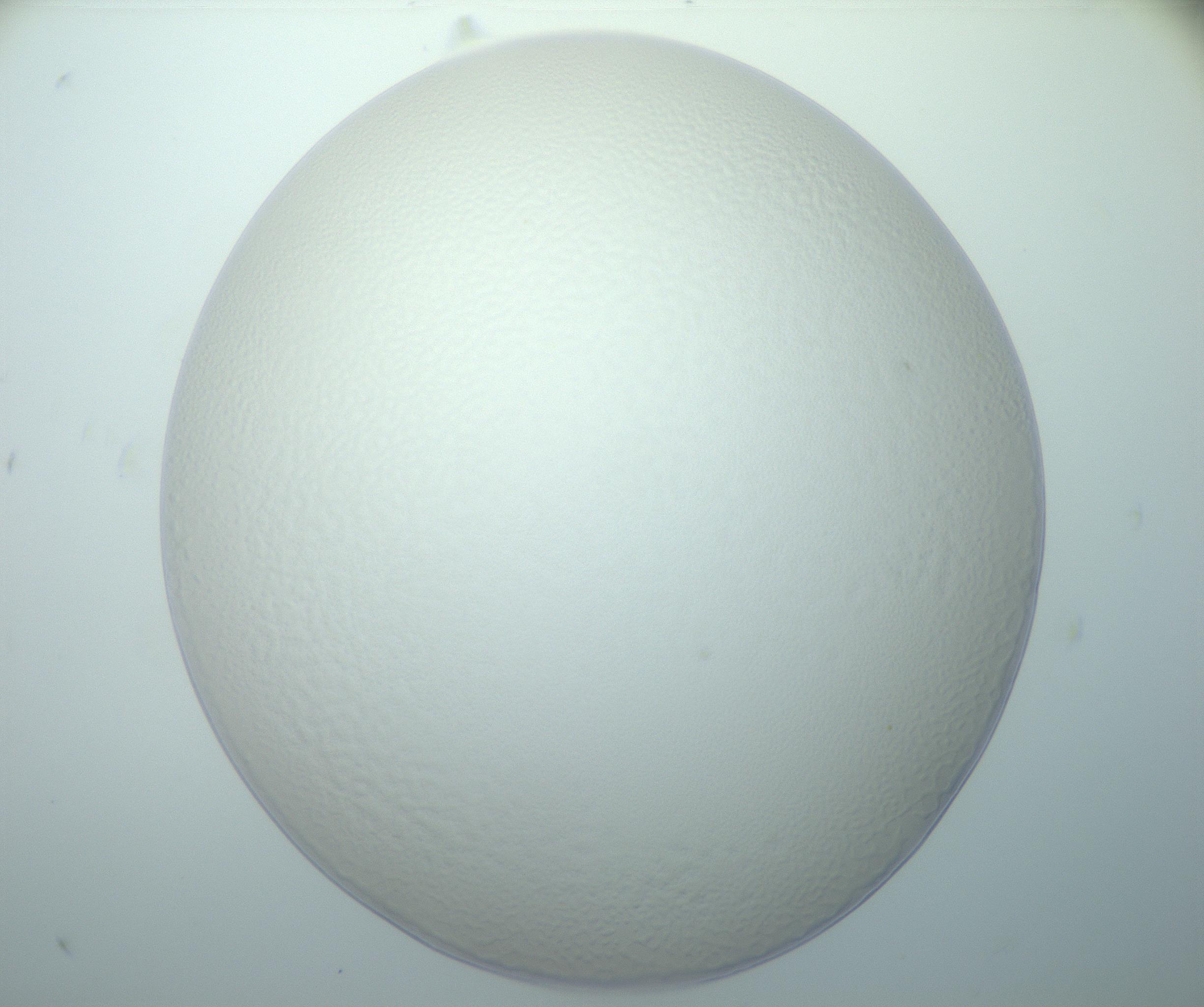 RI01_03_000_0212_Proj1_Clon1_MC_0000MC103014_003_161122_11_08_01_00_99_002_001_RAI.jpg