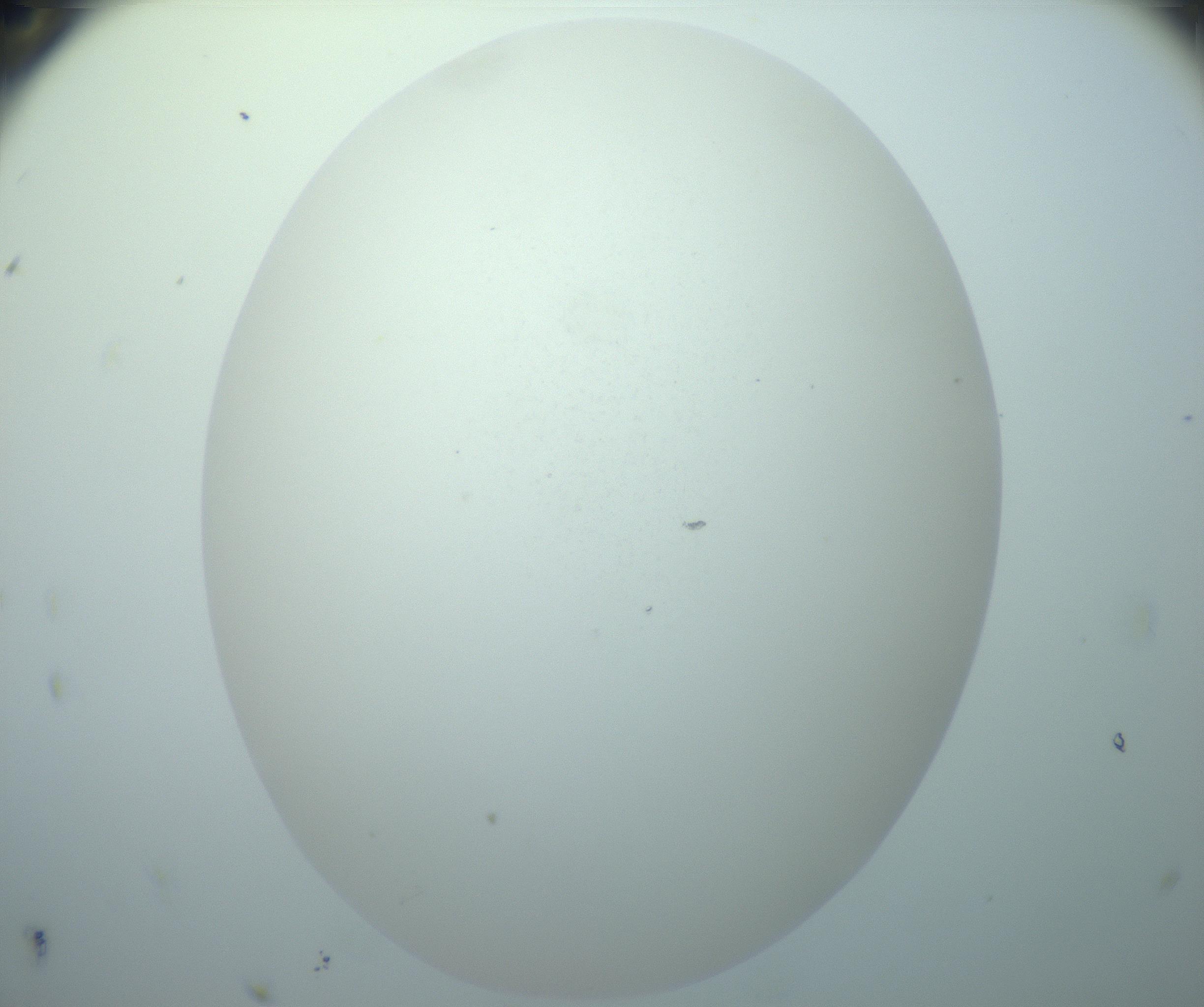 RI01_03_000_0212_Proj1_Clon1_MC_0000MC103014_003_161122_11_08_02_00_99_002_001_RAI.jpg