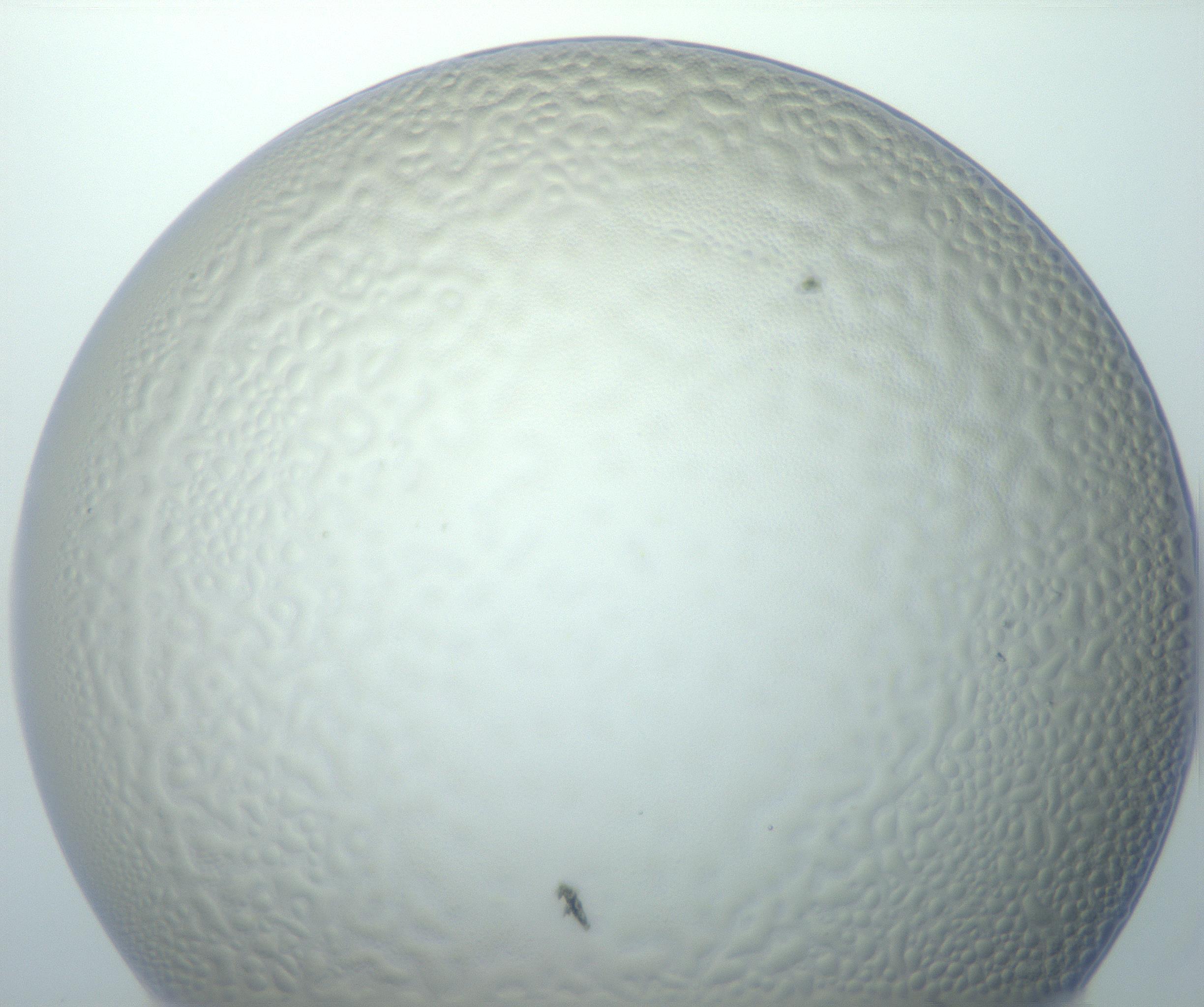 RI01_03_000_0212_Proj1_Clon1_MC_0000MC103014_003_161122_12_03_01_00_99_002_001_RAI.jpg