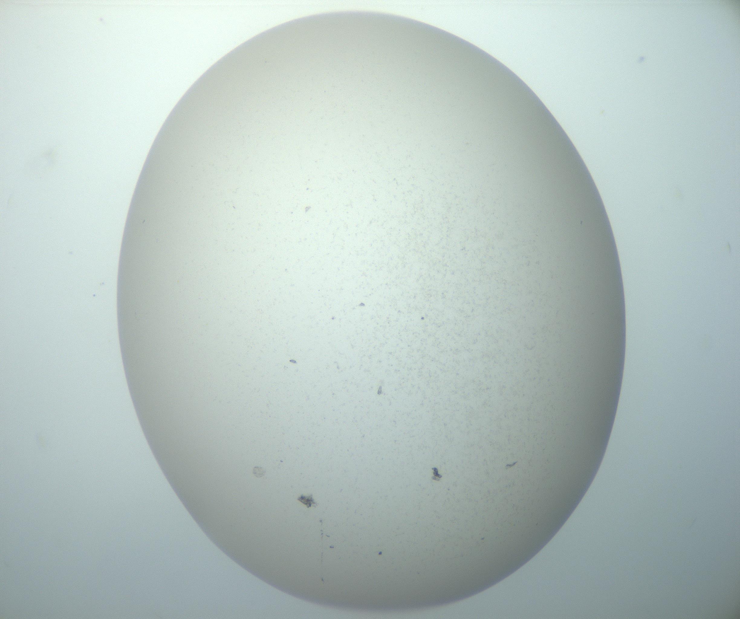 RI01_03_000_0212_Proj1_Clon1_MC_0000MC103014_003_161122_12_04_02_00_99_002_001_RAI.jpg