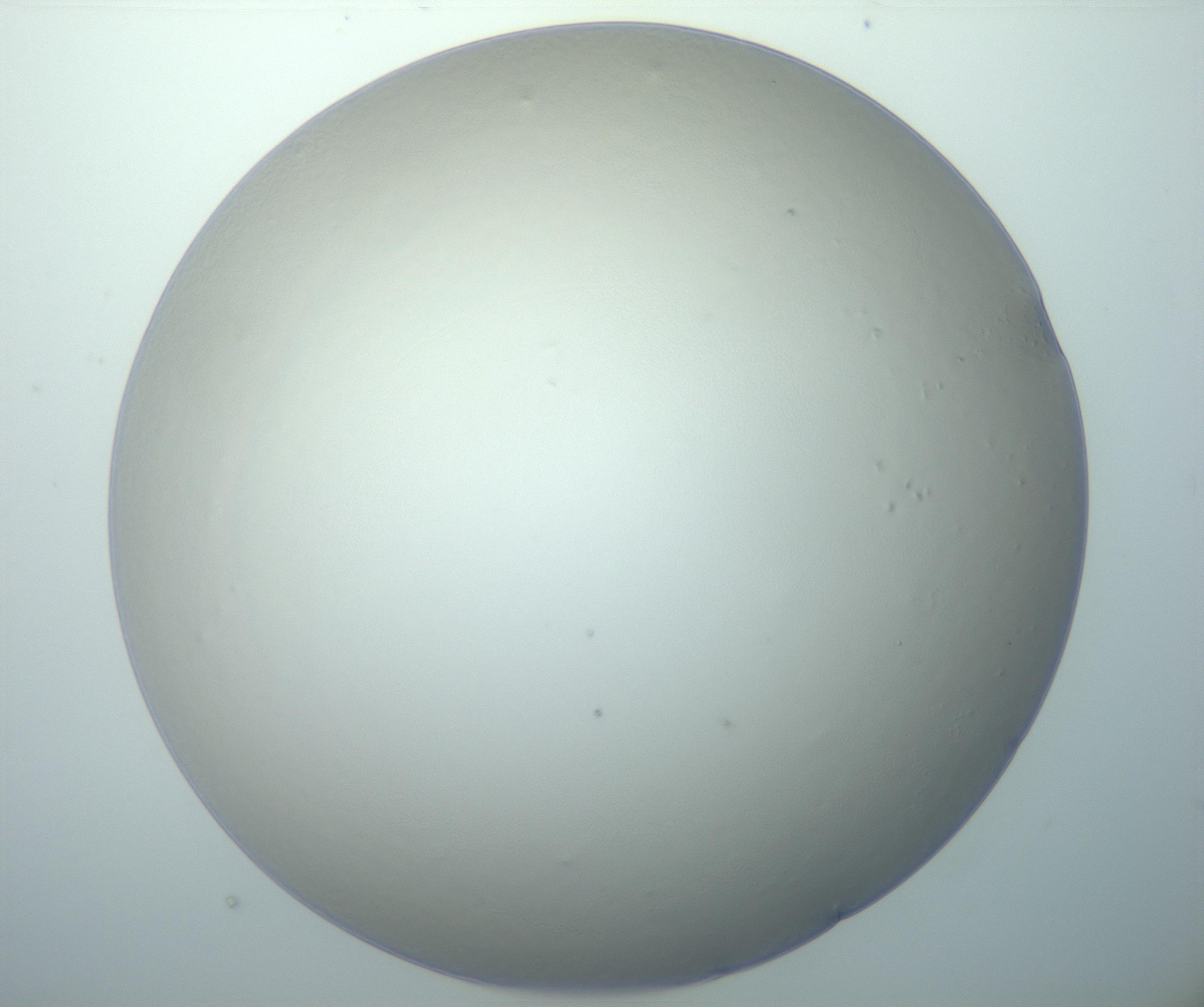 RI01_03_000_0212_Proj1_Clon1_MC_0000MC103014_003_161122_12_05_01_00_99_002_001_RAI.jpg