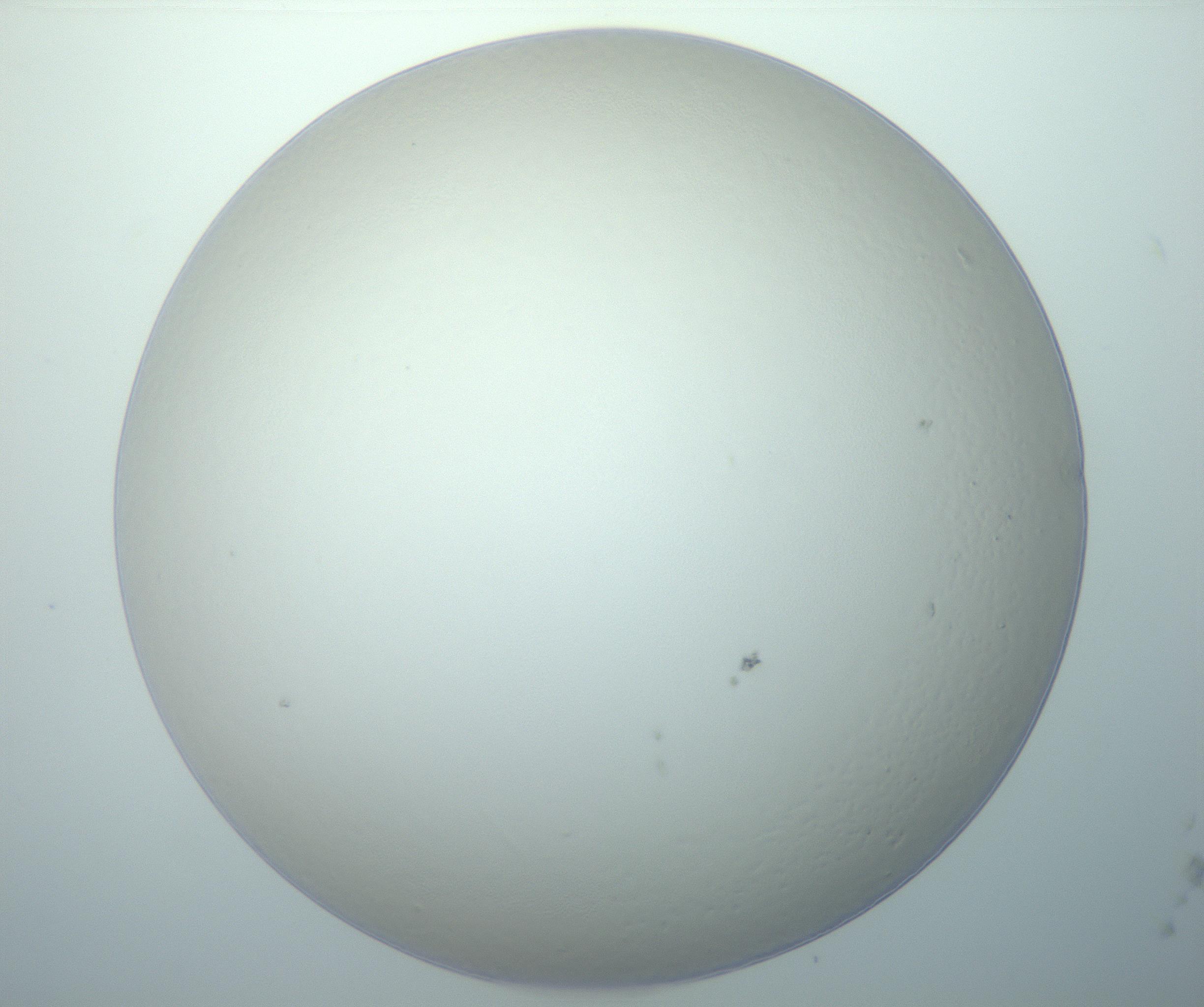 RI01_03_000_0212_Proj1_Clon1_MC_0000MC103014_003_161122_12_06_01_00_99_002_001_RAI.jpg
