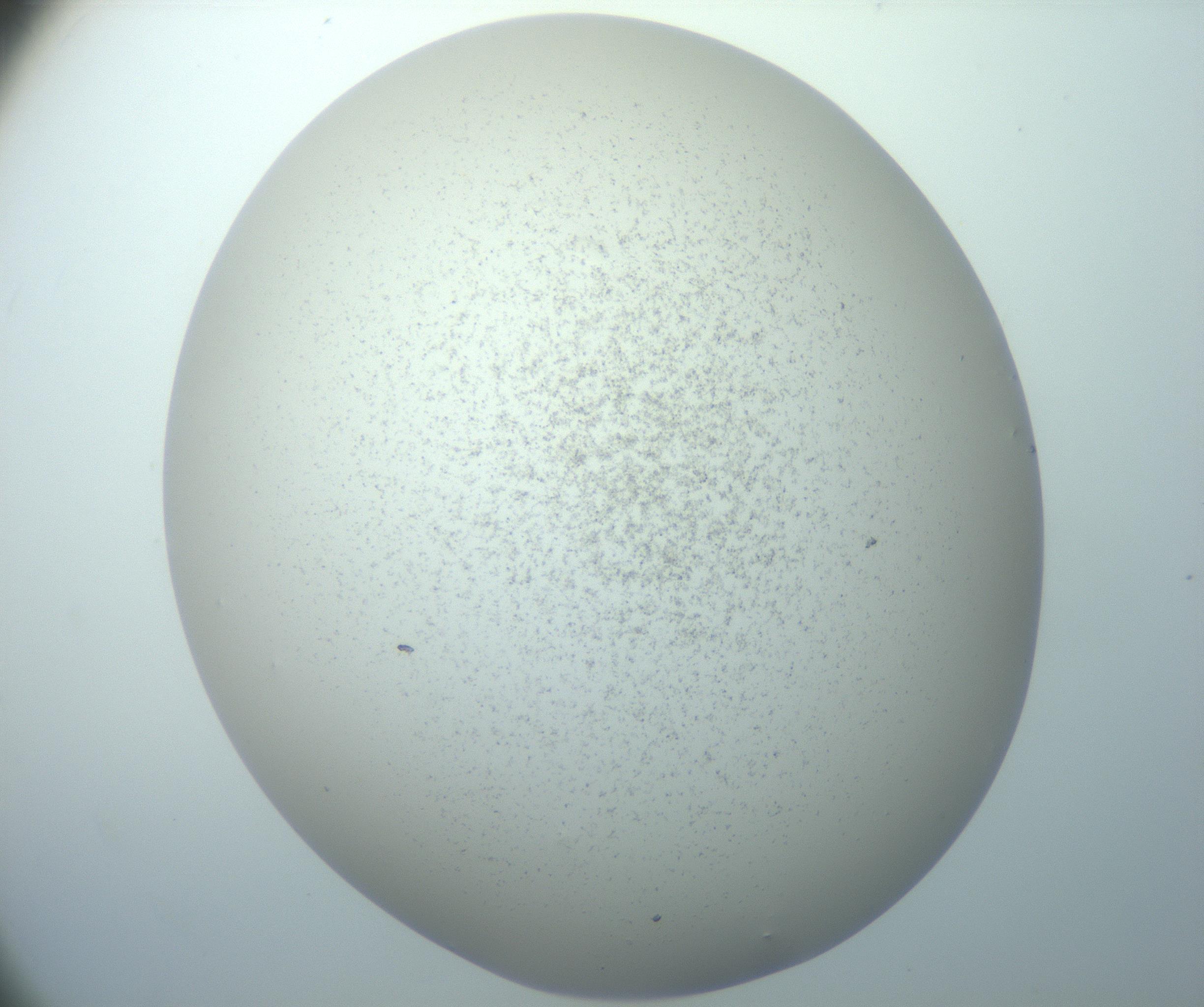 RI01_03_000_0212_Proj1_Clon1_MC_0000MC103014_003_161122_12_08_02_00_99_002_001_RAI.jpg