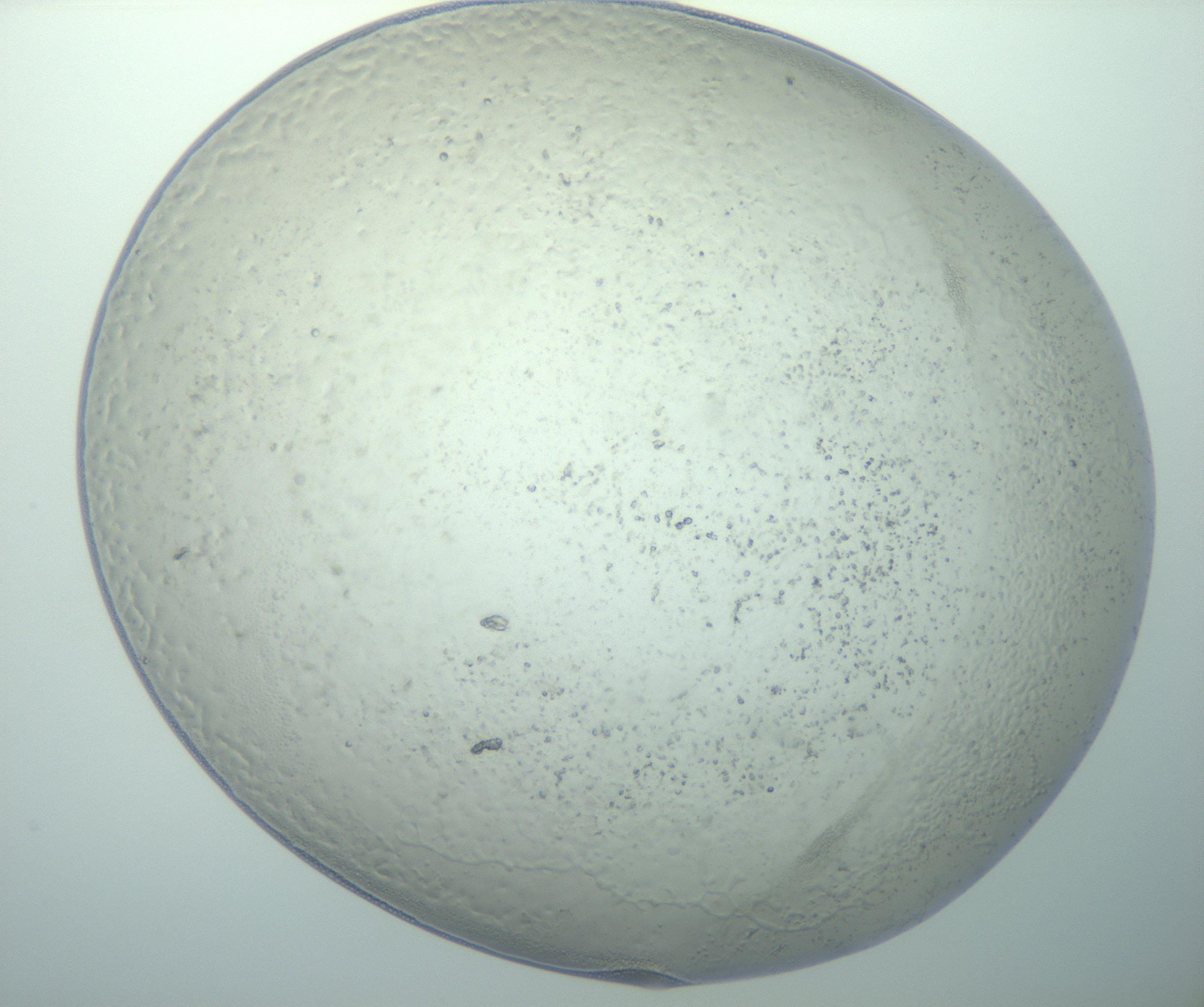 RI01_03_000_0212_Proj1_Clon1_MC_0000MC103015_002_161120_01_02_01_00_99_002_001_RAI.jpg