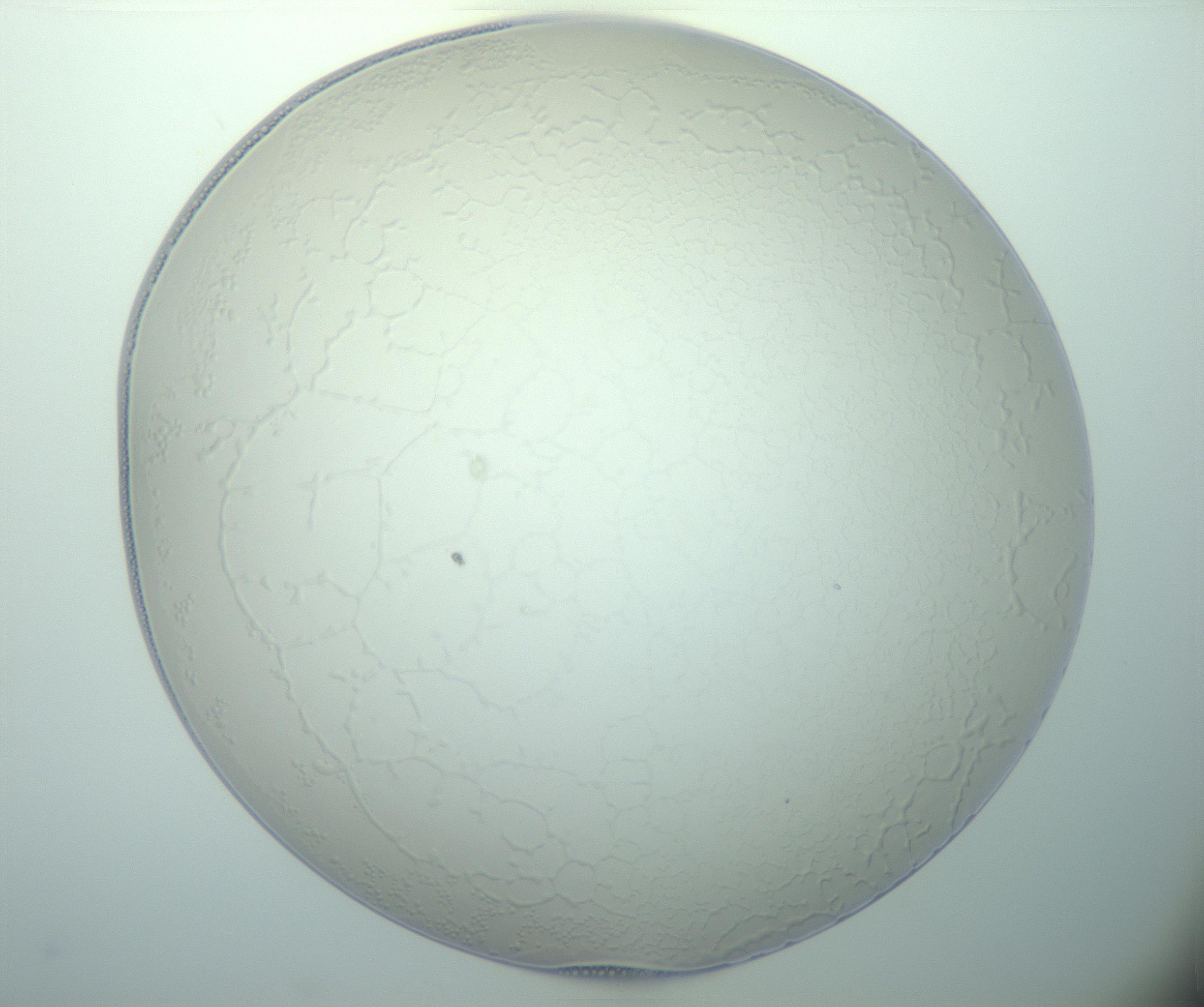 RI01_03_000_0212_Proj1_Clon1_MC_0000MC103015_002_161120_01_03_01_00_99_002_001_RAI.jpg