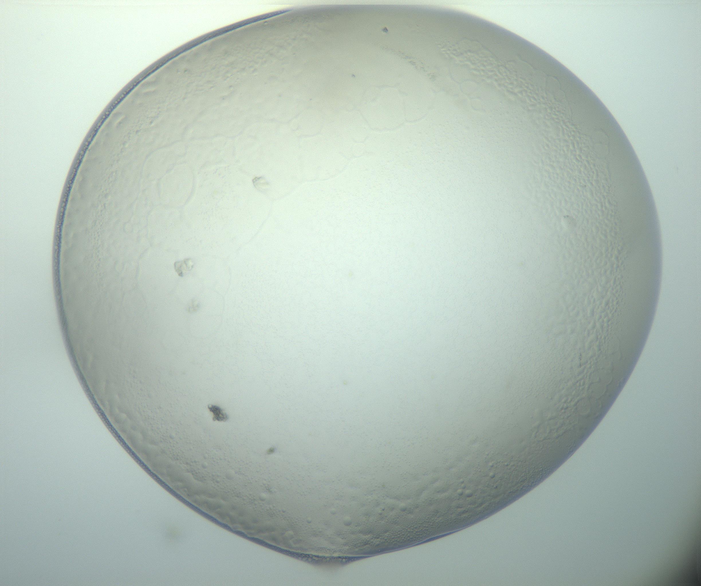 RI01_03_000_0212_Proj1_Clon1_MC_0000MC103015_002_161120_01_04_01_00_99_002_001_RAI.jpg