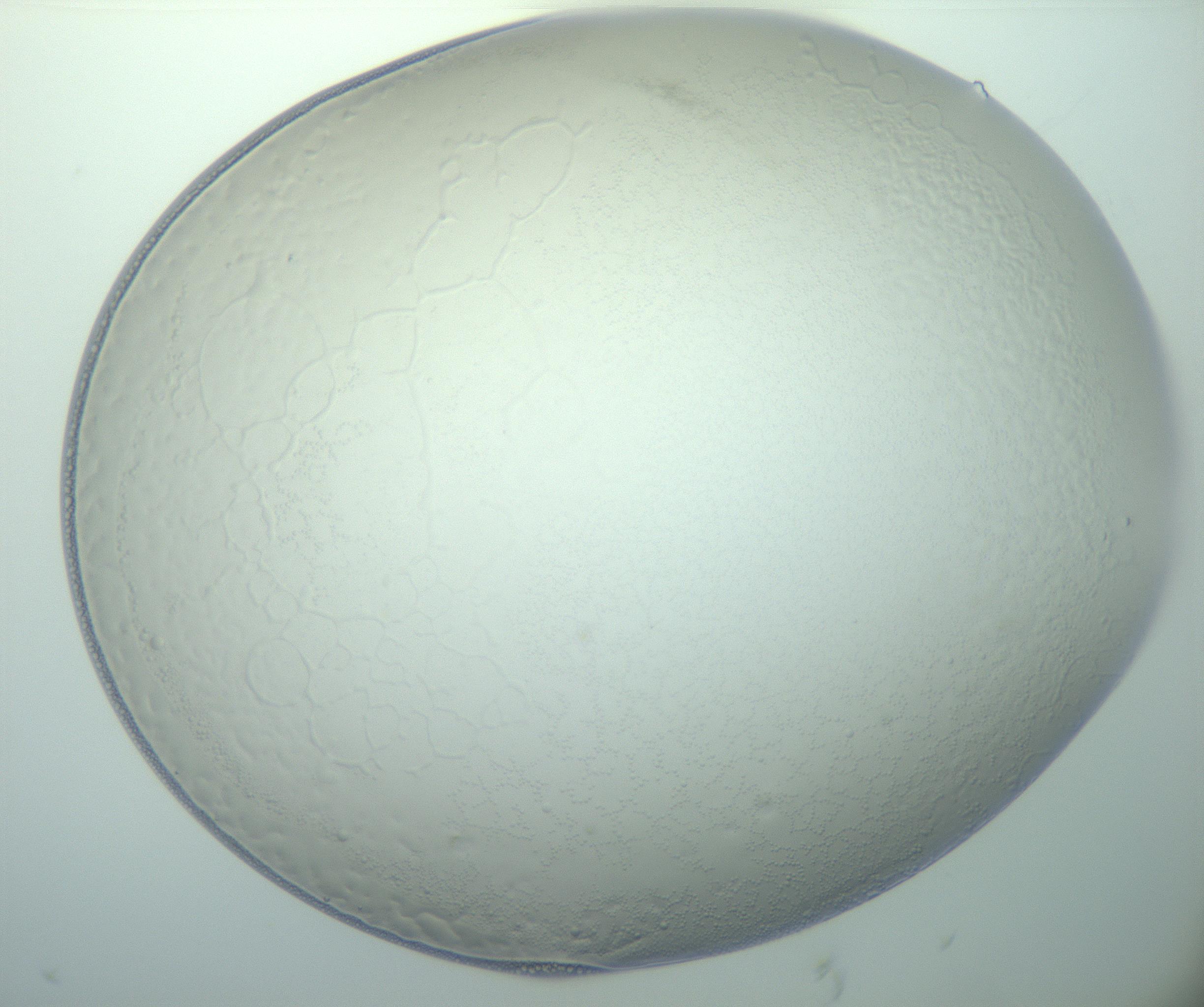 RI01_03_000_0212_Proj1_Clon1_MC_0000MC103015_002_161120_01_05_01_00_99_002_001_RAI.jpg