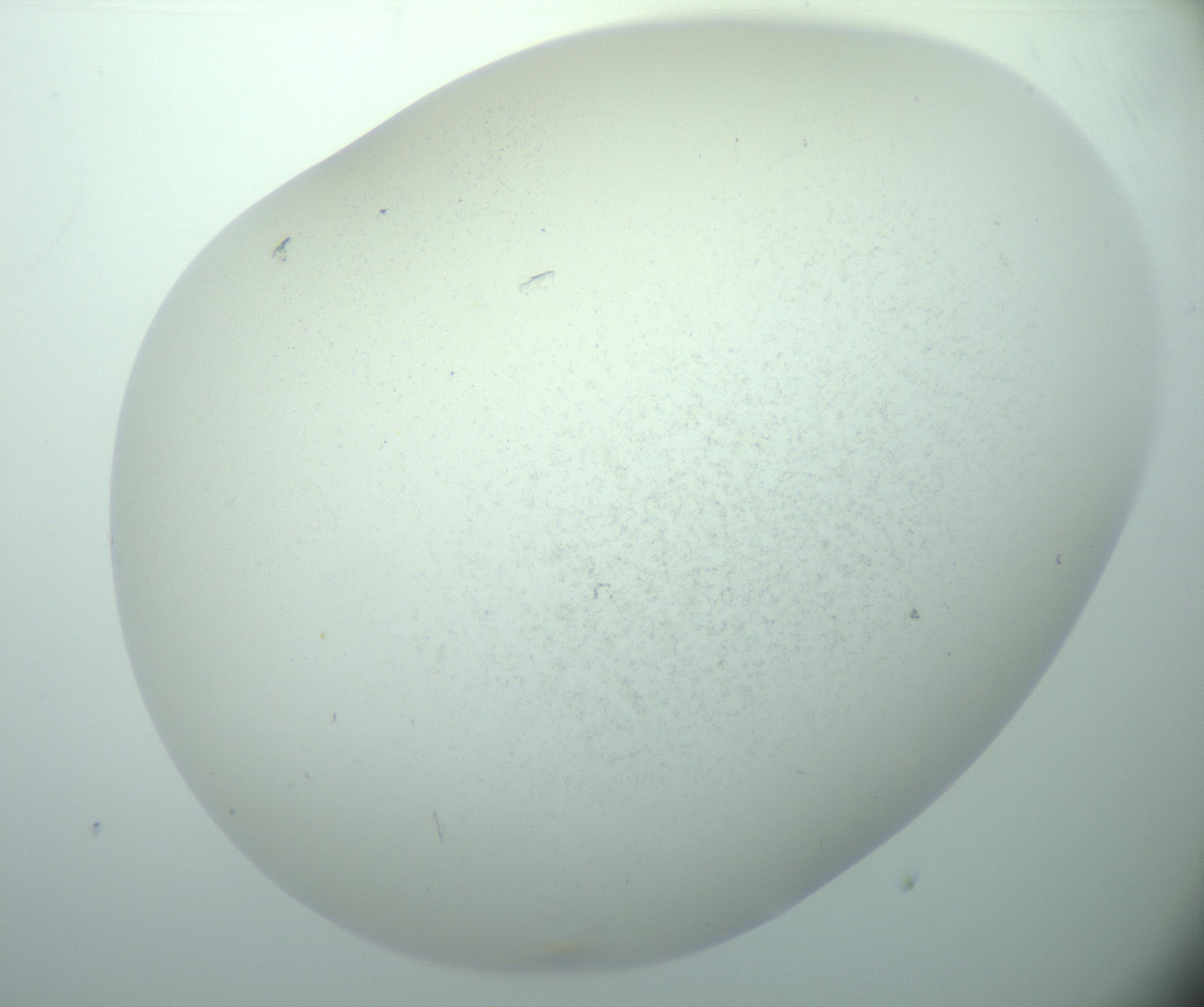 RI01_03_000_0212_Proj1_Clon1_MC_0000MC103015_002_161120_02_08_02_00_99_002_001_RAI.jpg