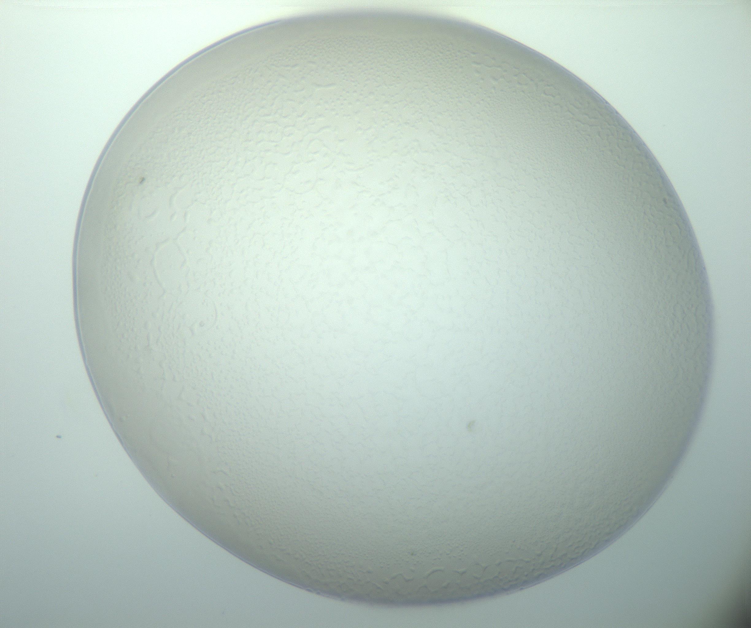 RI01_03_000_0212_Proj1_Clon1_MC_0000MC103015_002_161120_03_02_01_00_99_002_001_RAI.jpg