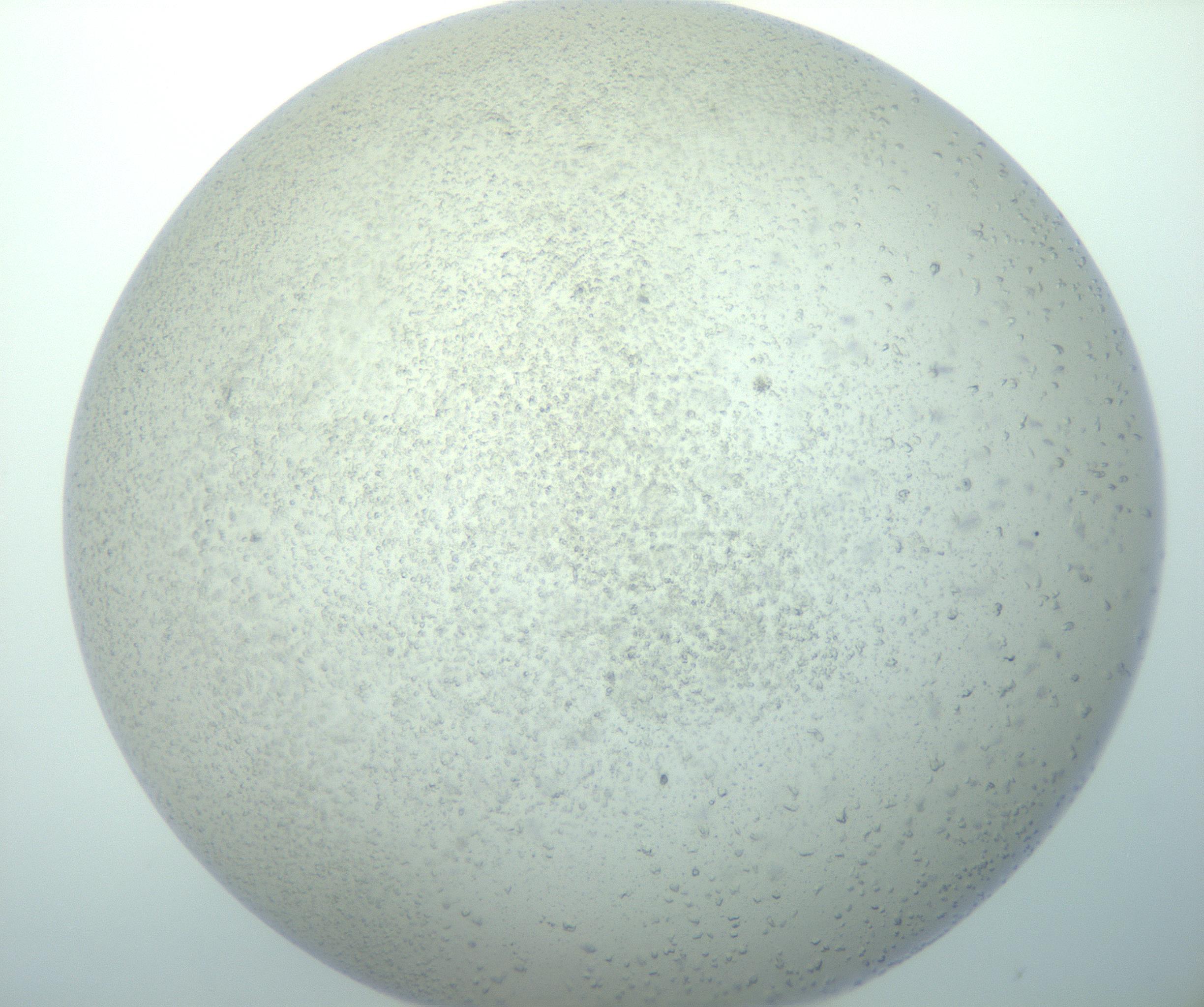 RI01_03_000_0212_Proj1_Clon1_MC_0000MC103015_002_161120_03_04_02_00_99_002_001_RAI.jpg
