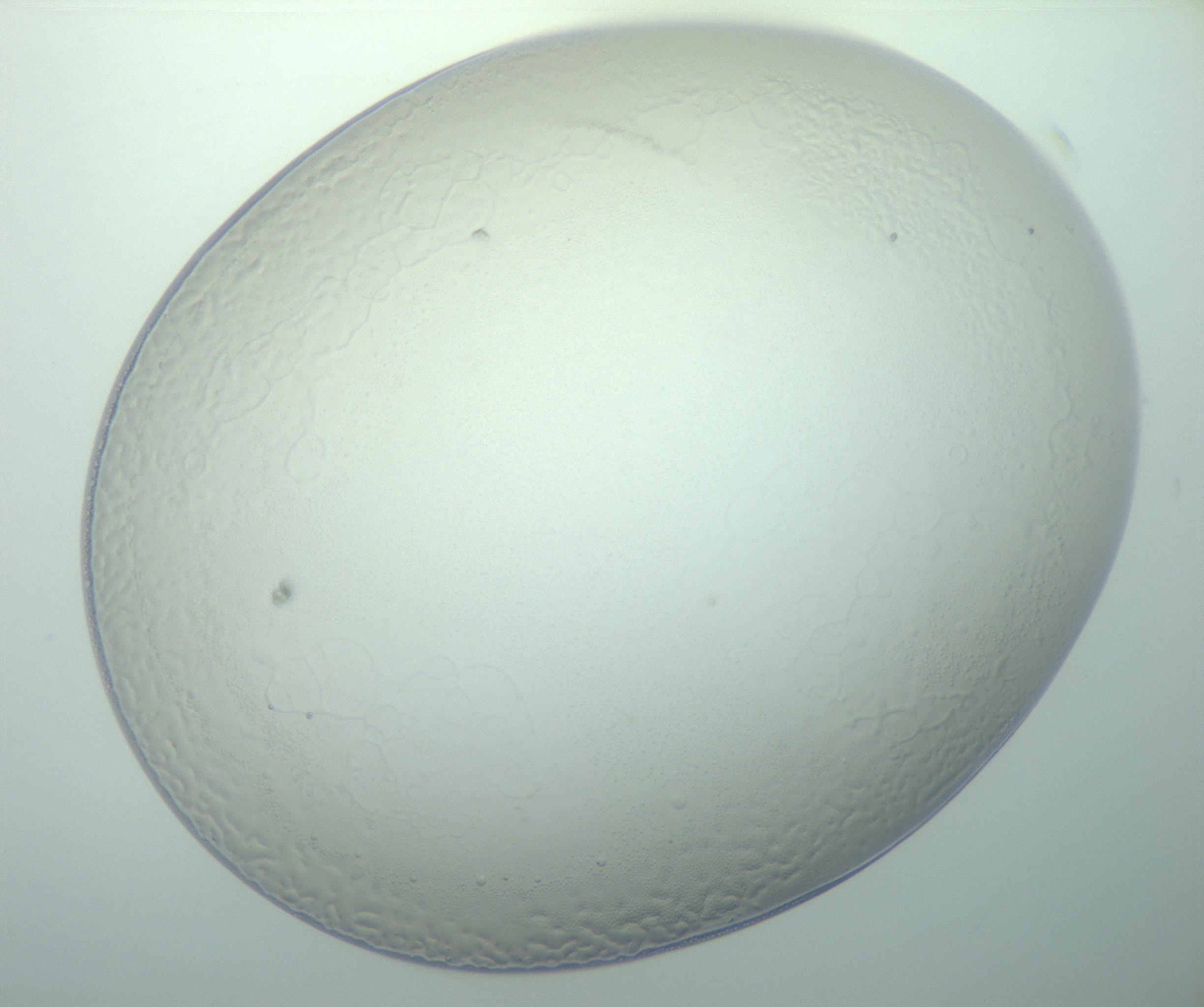 RI01_03_000_0212_Proj1_Clon1_MC_0000MC103015_002_161120_03_08_01_00_99_002_001_RAI.jpg
