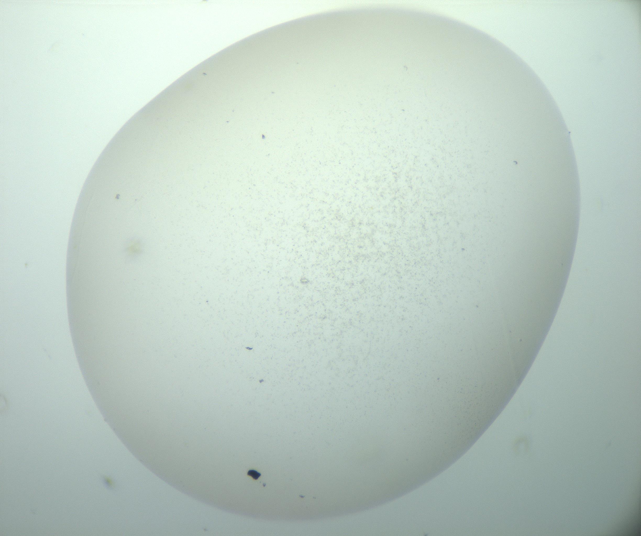 RI01_03_000_0212_Proj1_Clon1_MC_0000MC103015_002_161120_03_08_02_00_99_002_001_RAI.jpg