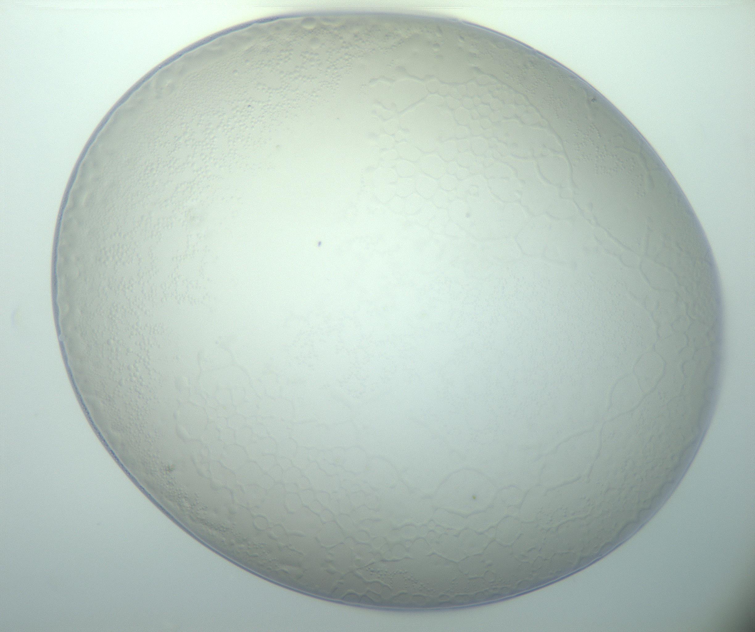 RI01_03_000_0212_Proj1_Clon1_MC_0000MC103015_002_161120_04_02_01_00_99_002_001_RAI.jpg