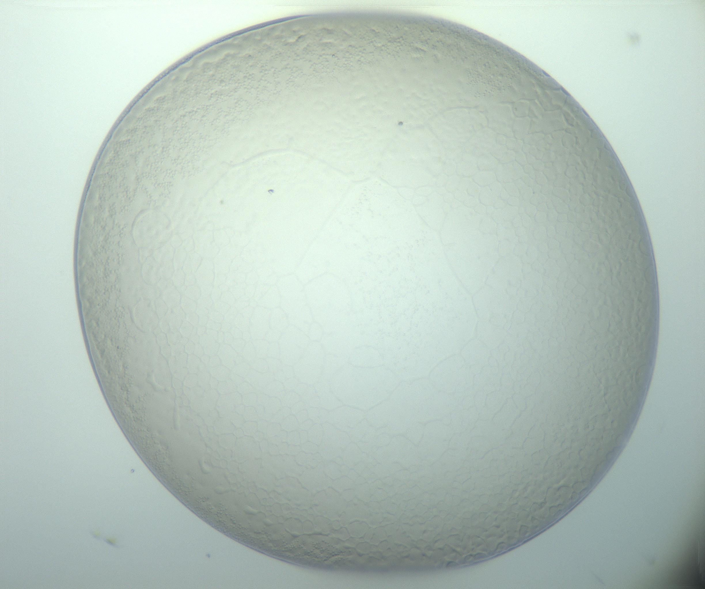 RI01_03_000_0212_Proj1_Clon1_MC_0000MC103015_002_161120_04_03_01_00_99_002_001_RAI.jpg