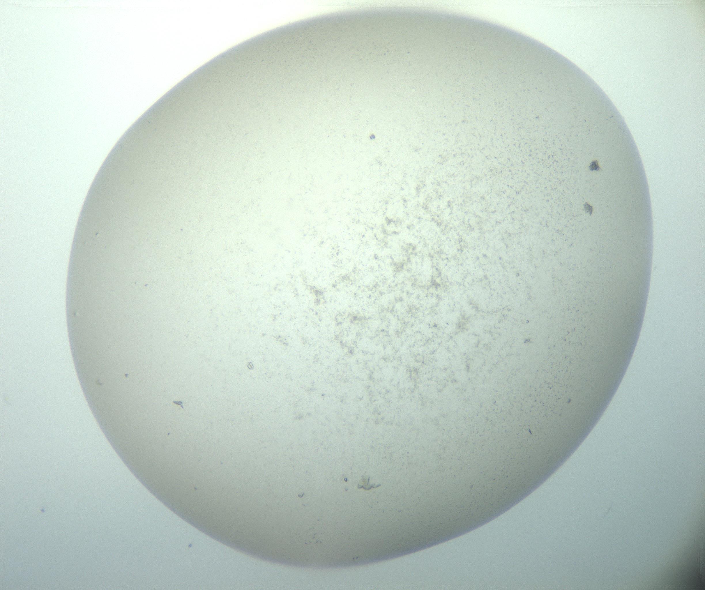 RI01_03_000_0212_Proj1_Clon1_MC_0000MC103015_002_161120_04_04_02_00_99_002_001_RAI.jpg