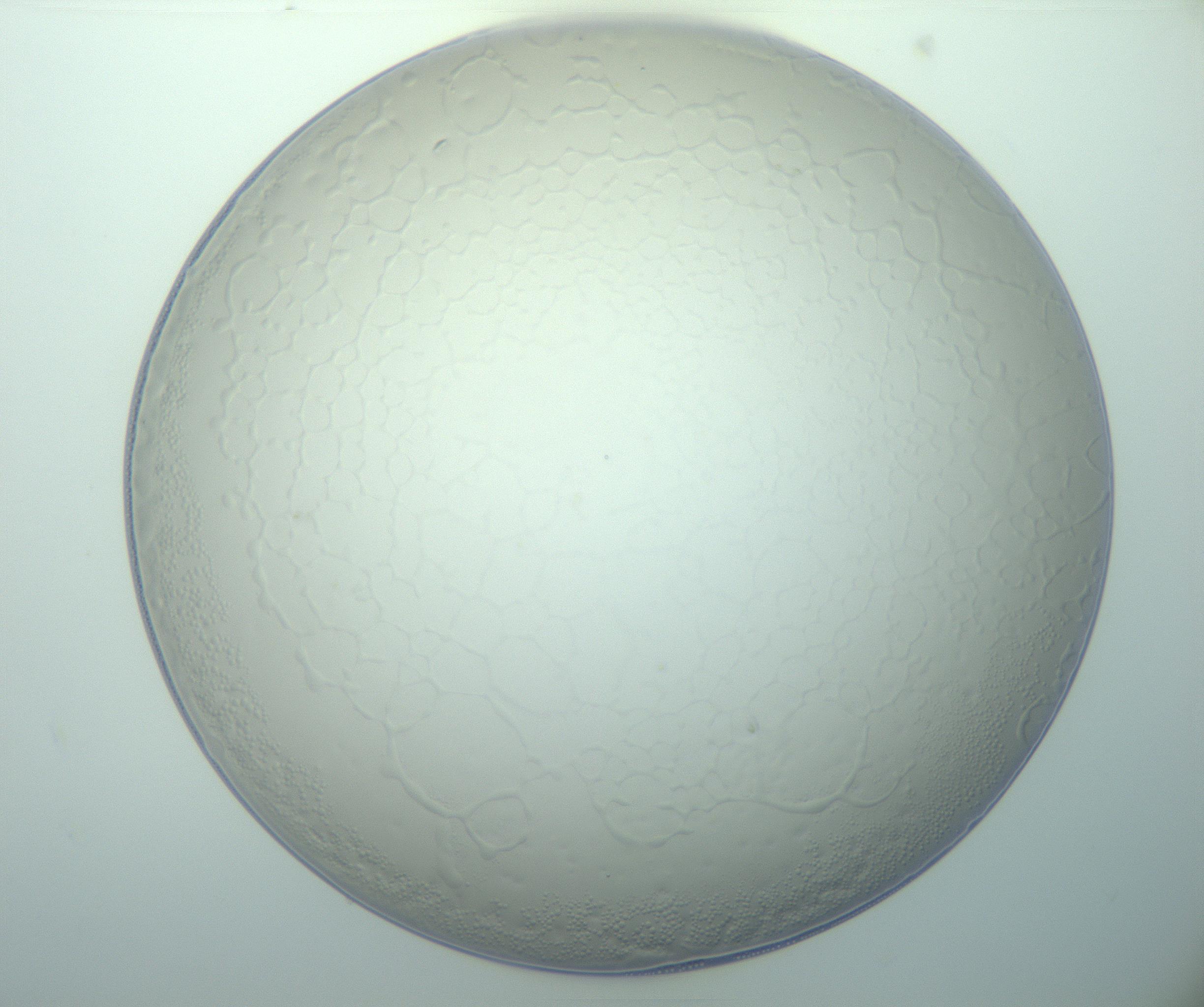 RI01_03_000_0212_Proj1_Clon1_MC_0000MC103015_002_161120_05_02_01_00_99_002_001_RAI.jpg