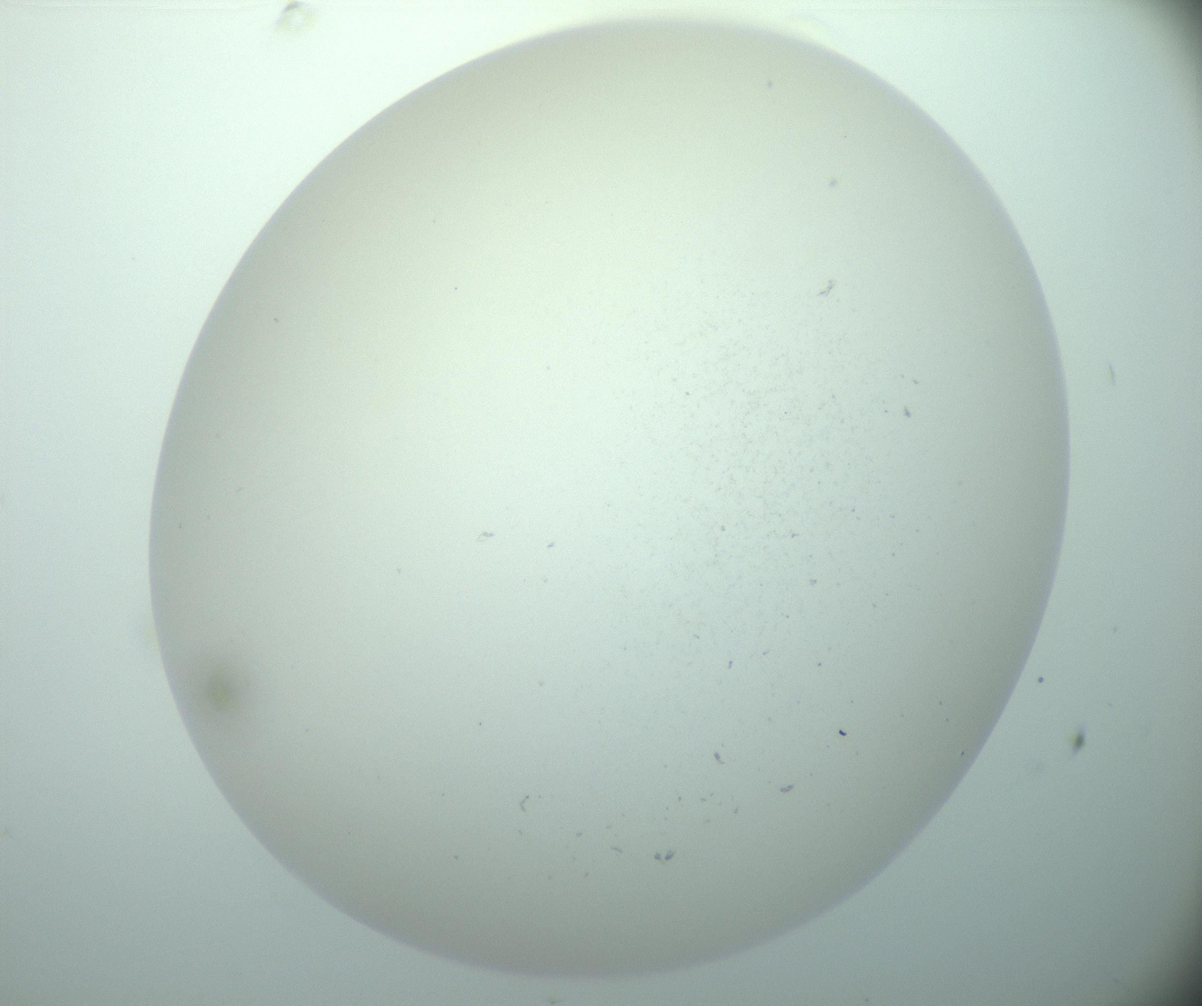 RI01_03_000_0212_Proj1_Clon1_MC_0000MC103015_002_161120_05_06_02_00_99_002_001_RAI.jpg