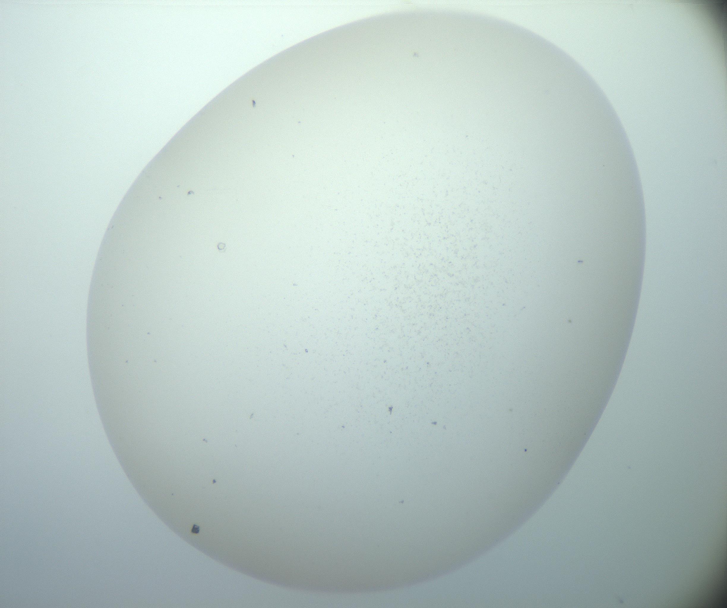 RI01_03_000_0212_Proj1_Clon1_MC_0000MC103015_002_161120_05_08_02_00_99_002_001_RAI.jpg