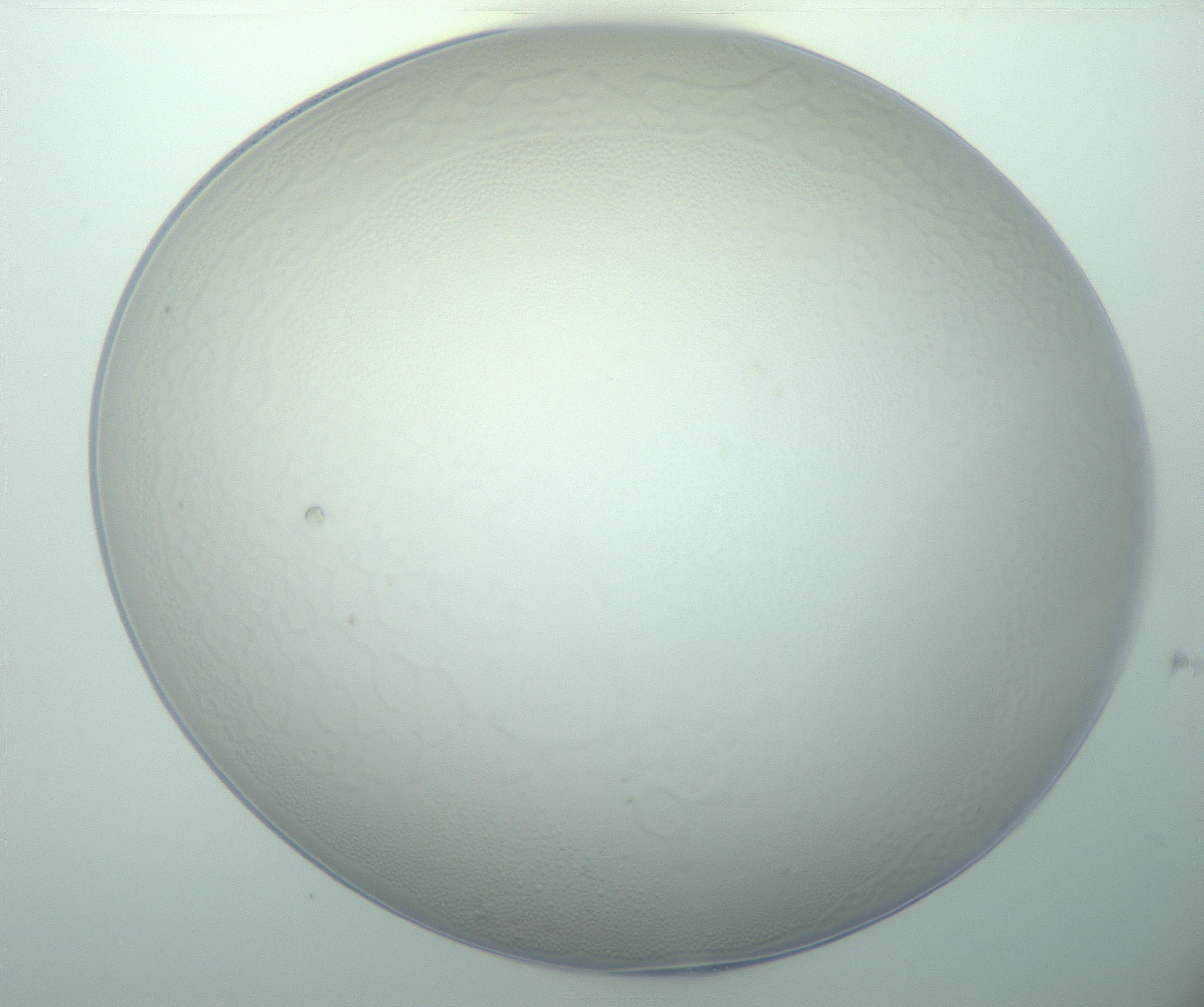 RI01_03_000_0212_Proj1_Clon1_MC_0000MC103015_002_161120_06_02_01_00_99_002_001_RAI.jpg