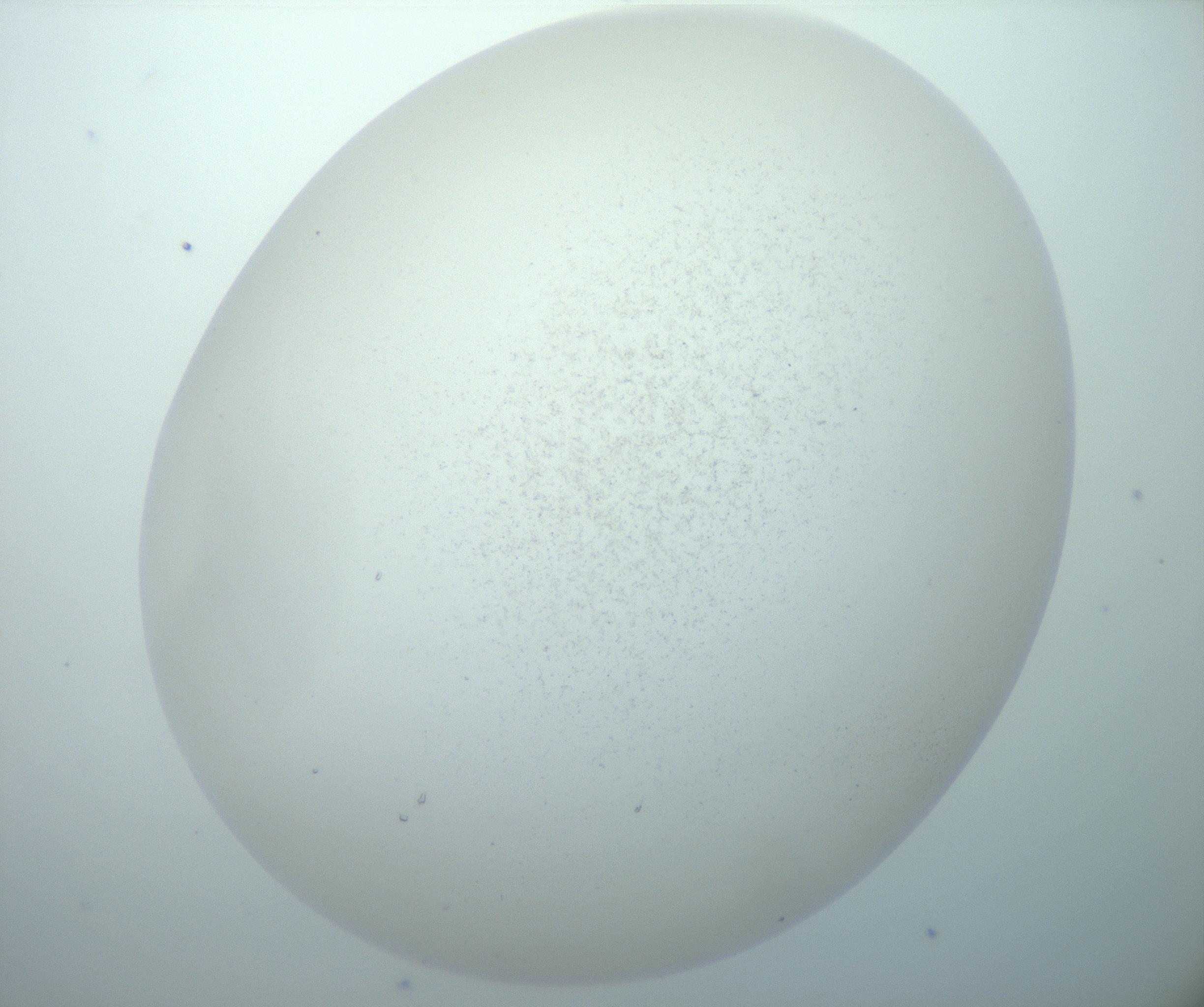 RI01_03_000_0212_Proj1_Clon1_MC_0000MC103015_002_161120_06_07_02_00_99_002_001_RAI.jpg