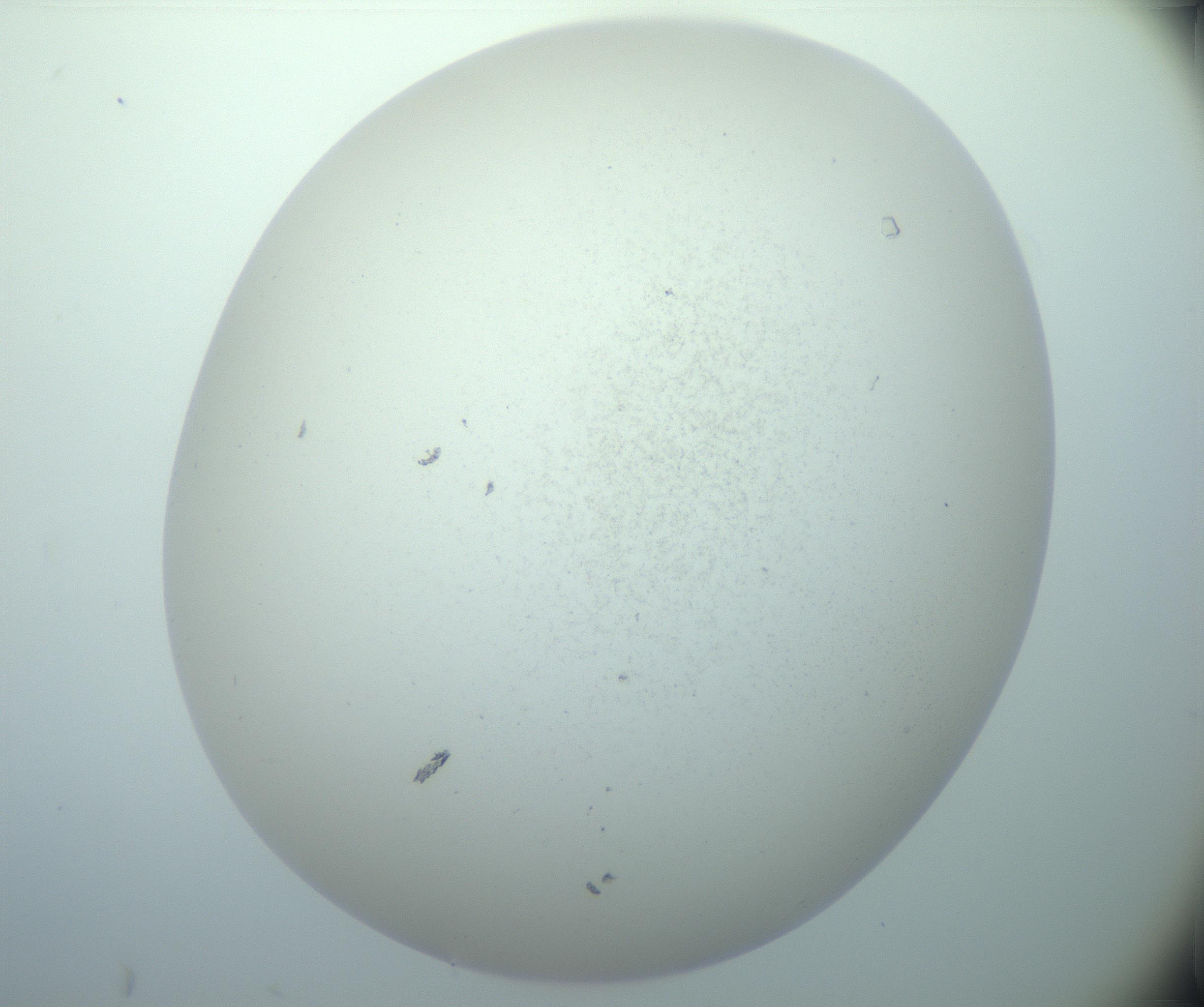 RI01_03_000_0212_Proj1_Clon1_MC_0000MC103015_002_161120_06_08_02_00_99_002_001_RAI.jpg