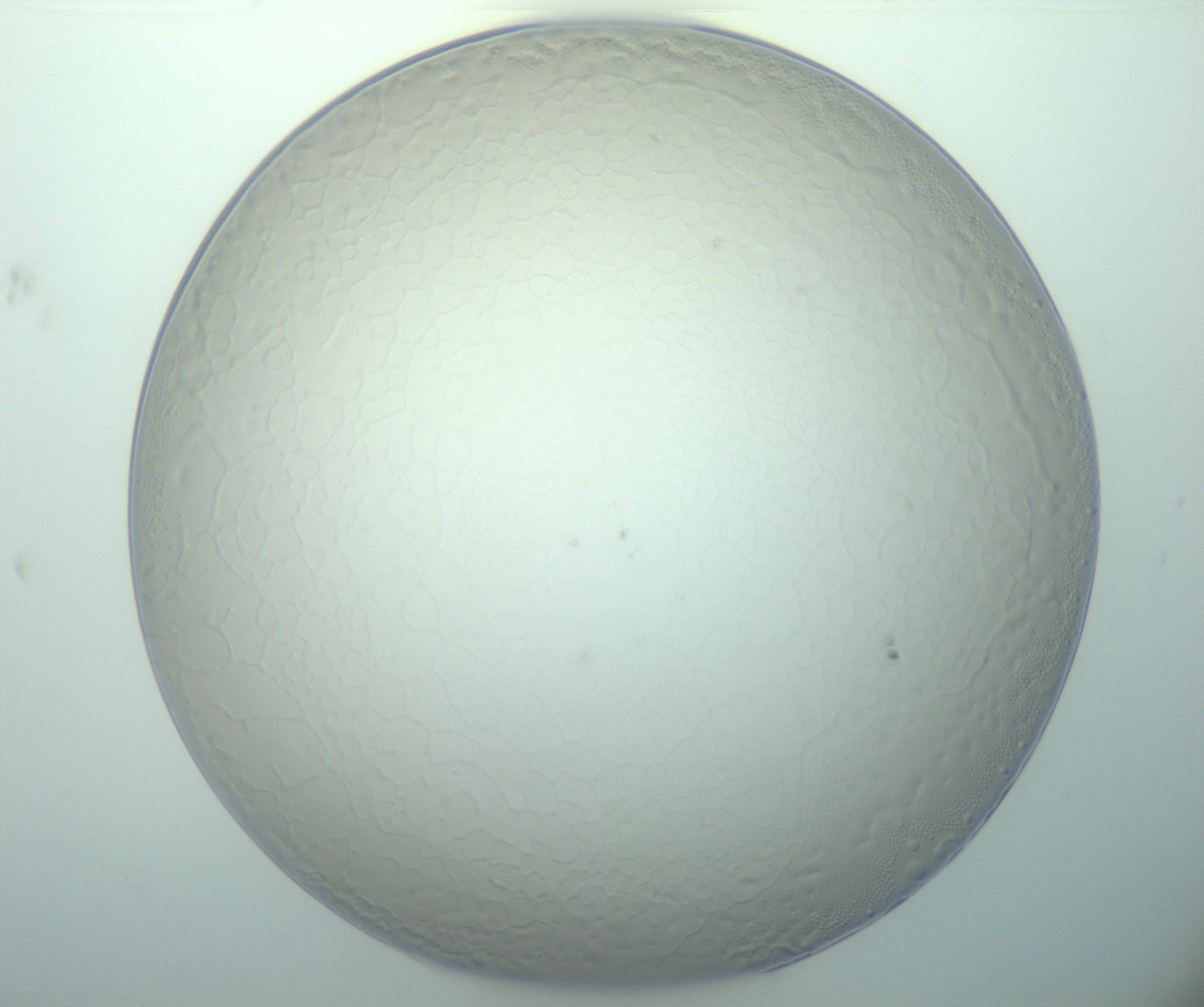 RI01_03_000_0212_Proj1_Clon1_MC_0000MC103015_002_161120_07_02_01_00_99_002_001_RAI.jpg