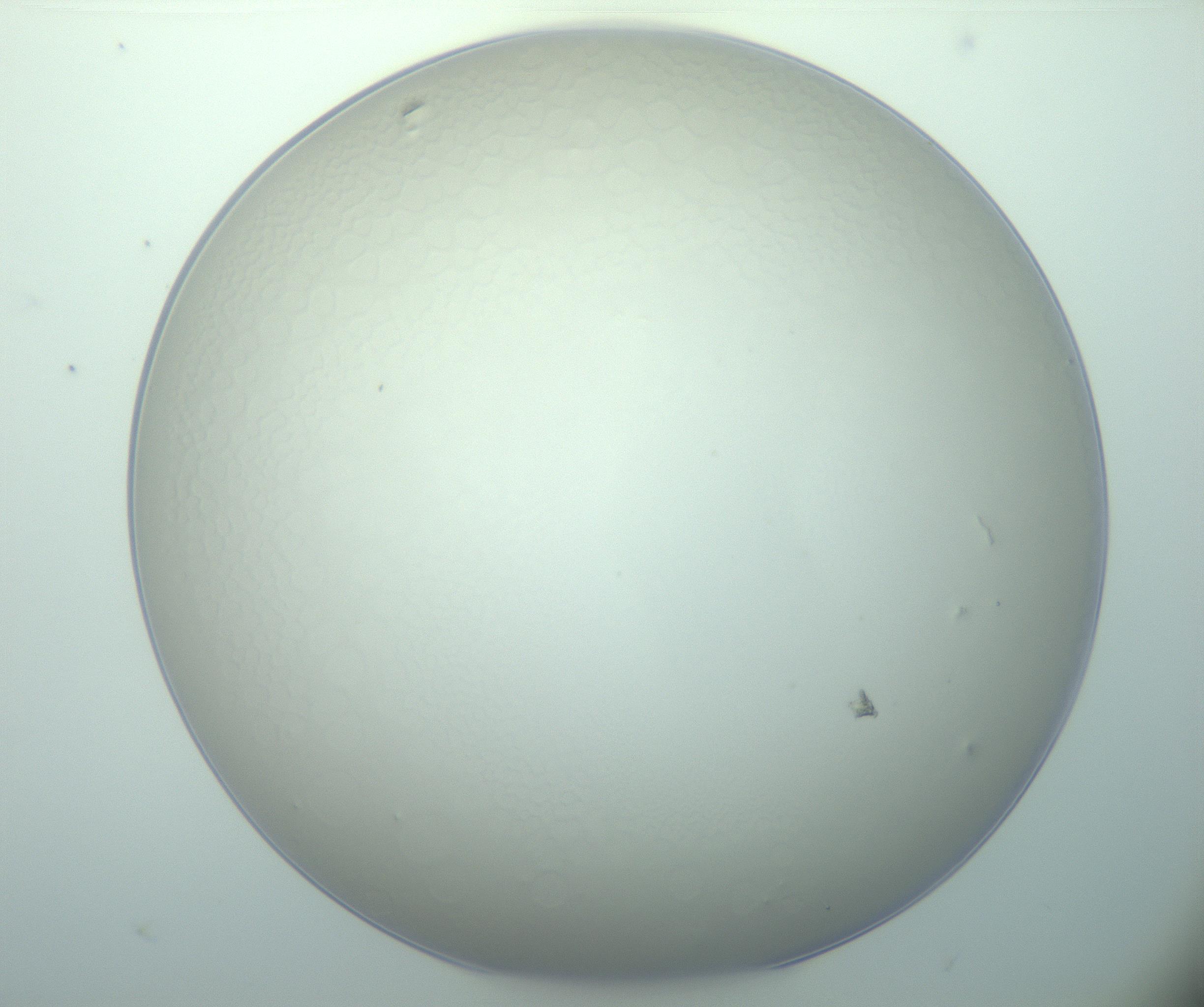 RI01_03_000_0212_Proj1_Clon1_MC_0000MC103015_002_161120_07_03_01_00_99_002_001_RAI.jpg