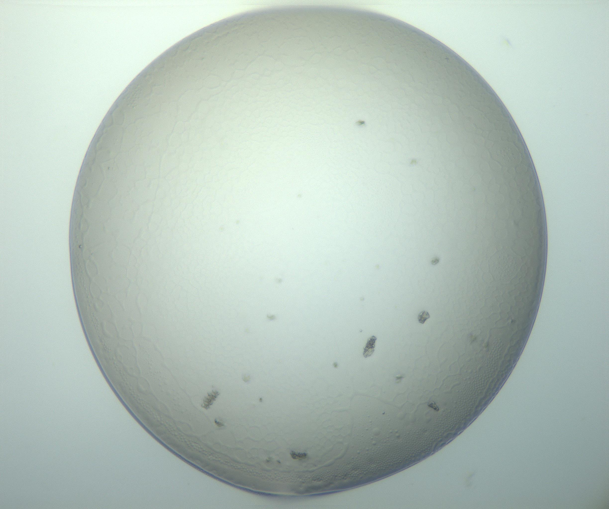 RI01_03_000_0212_Proj1_Clon1_MC_0000MC103015_002_161120_07_04_01_00_99_002_001_RAI.jpg