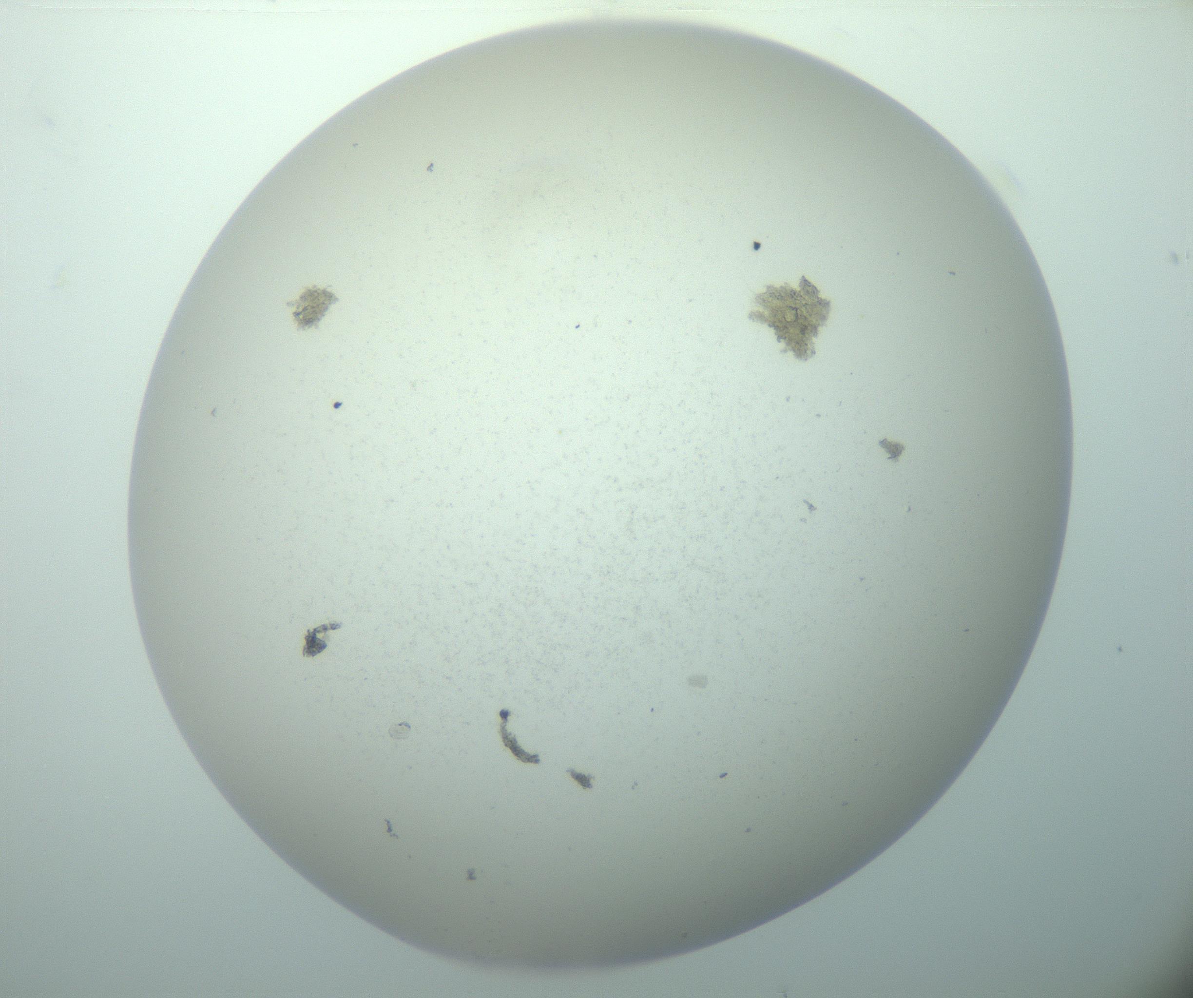 RI01_03_000_0212_Proj1_Clon1_MC_0000MC103015_002_161120_07_04_02_00_99_002_001_RAI.jpg