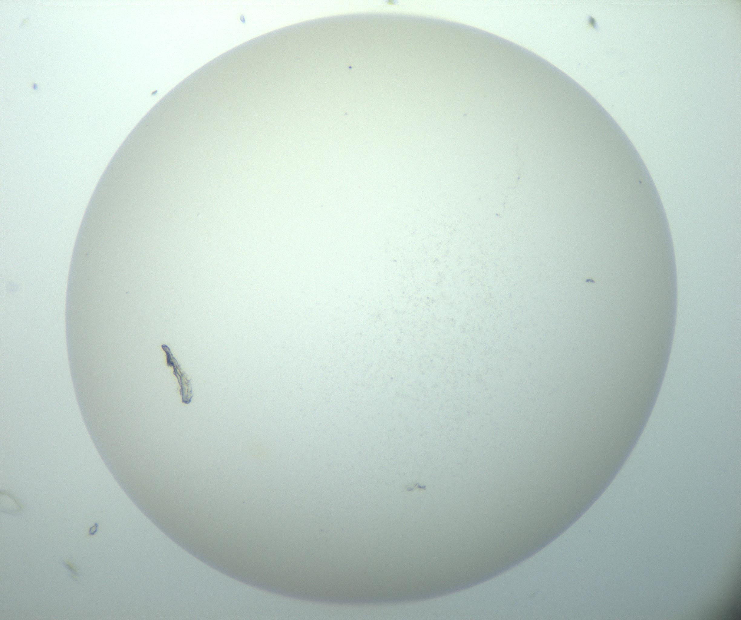 RI01_03_000_0212_Proj1_Clon1_MC_0000MC103015_002_161120_07_06_02_00_99_002_001_RAI.jpg